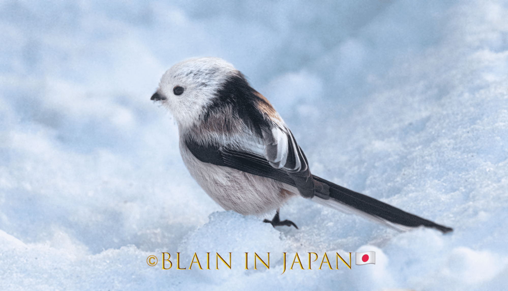 Shima Enaga - A Bonny Bird - JAPAN DREAMSCAPES