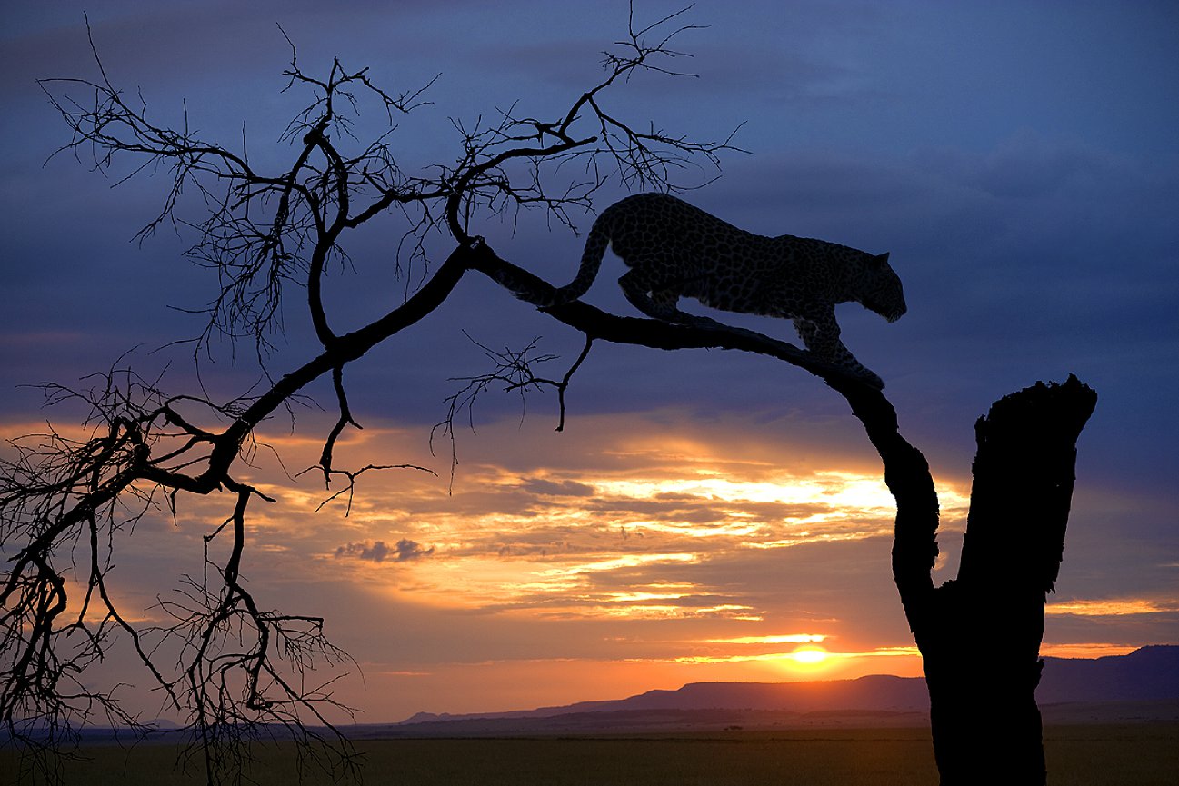 African wildlife - Jim Zuckerman Photography