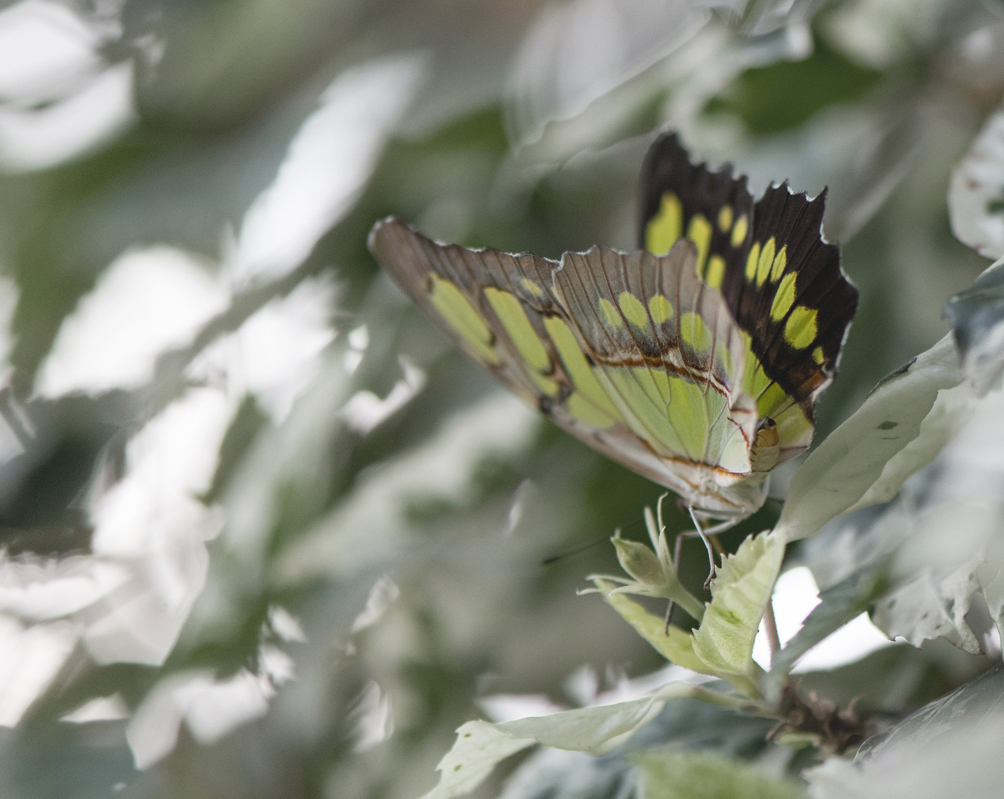 NATURE GALLERY | Susan Phelps Photography | WOKINGHAM