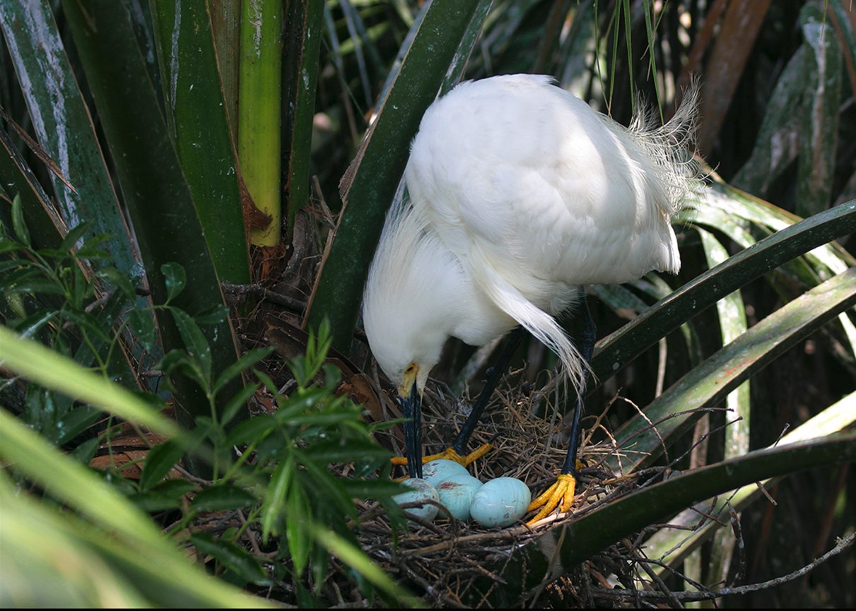 Birds - michael a eaddy photography