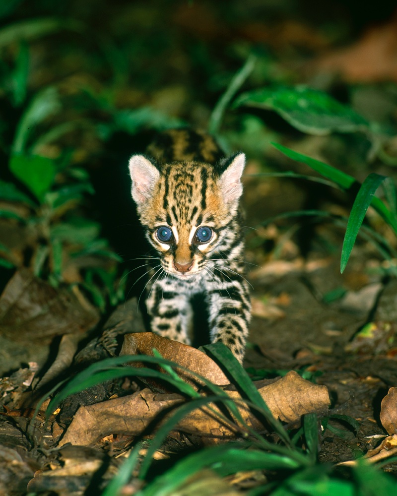 ocelot eyes