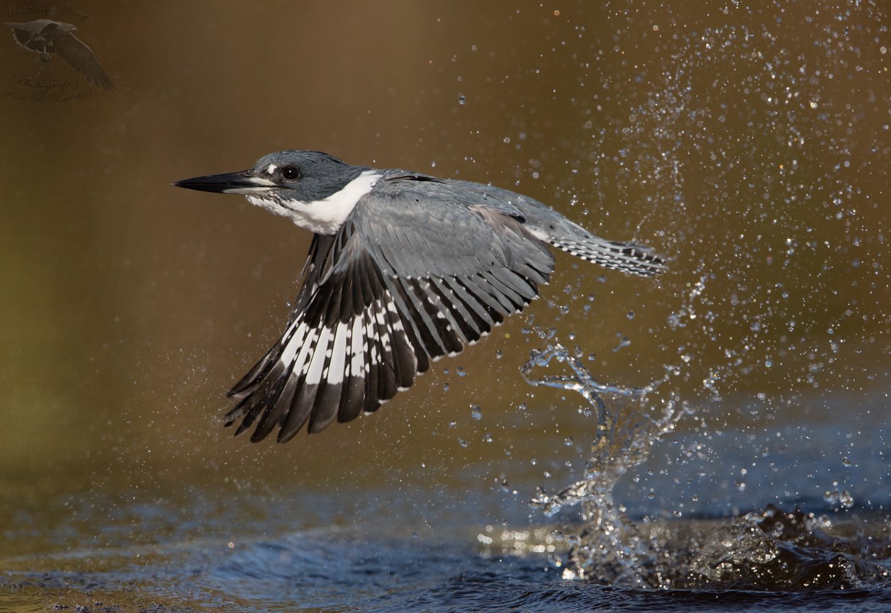 Belted Kingfisher - Whistling Wings Photography