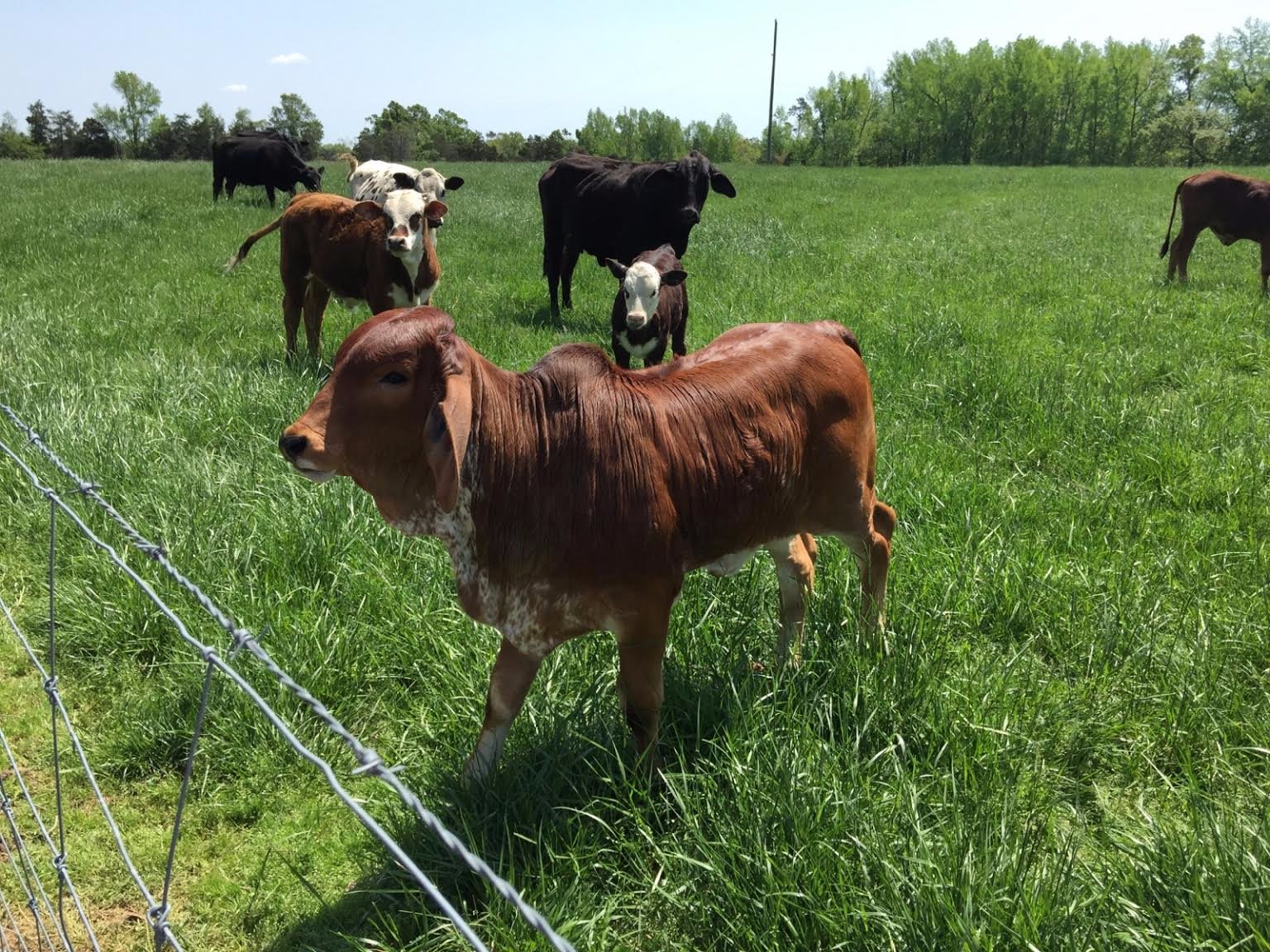 Cross Cattle Elm Tree Farm