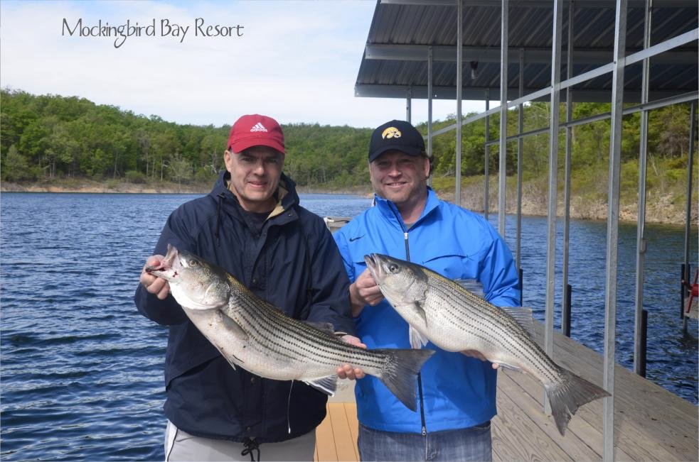 Striper Fishing at Mockingbird Bay Resort on Lake Norfork