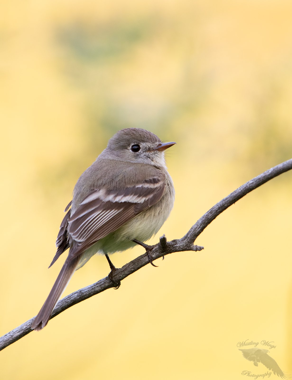 Montana Birds and Mammals - Whistling Wings Photography