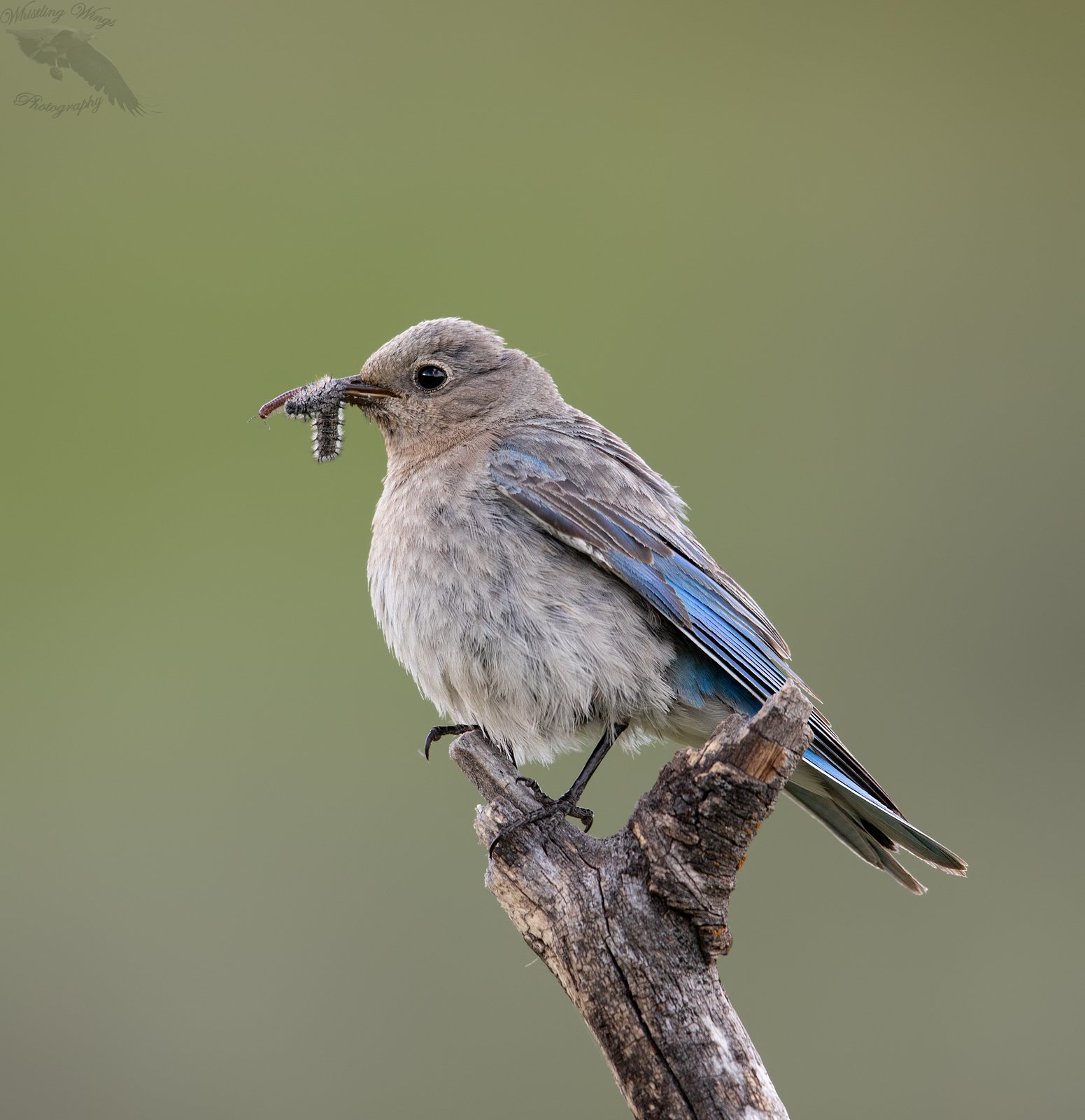 Montana Birds and Mammals - Whistling Wings Photography