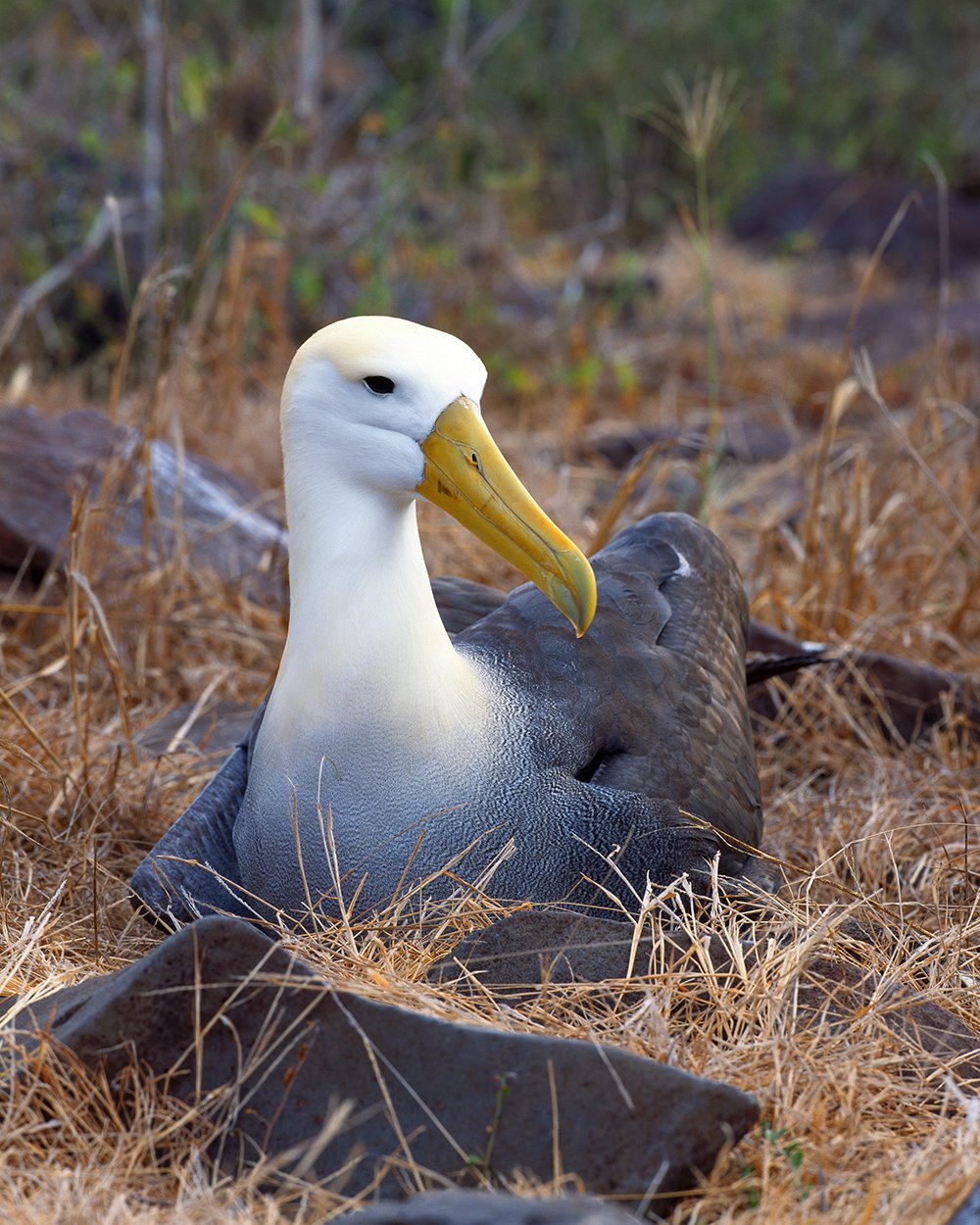 Galapagos Islands - Jim Zuckerman photography & photo tours