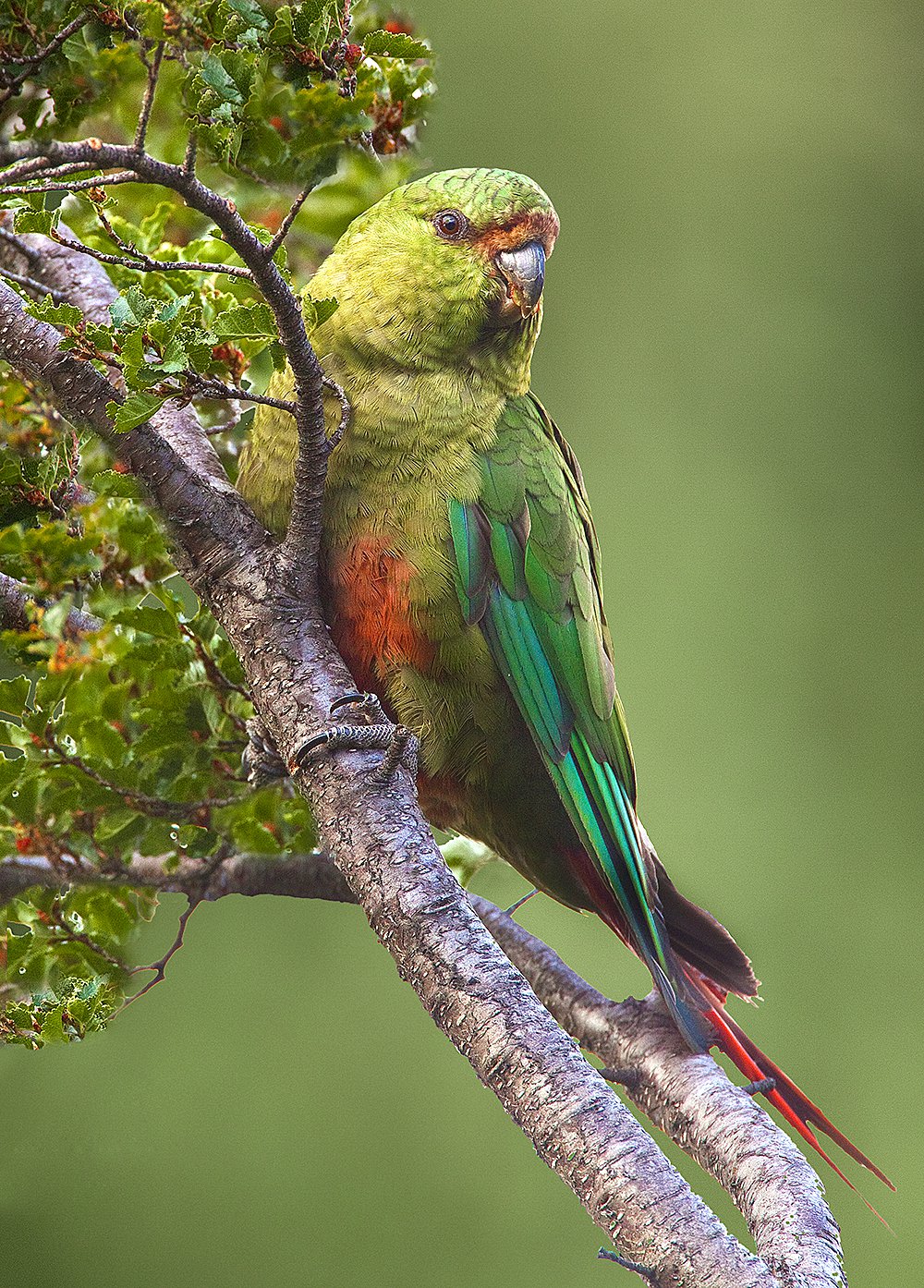 Patagonia birds - Jim Zuckerman photography & photo tours