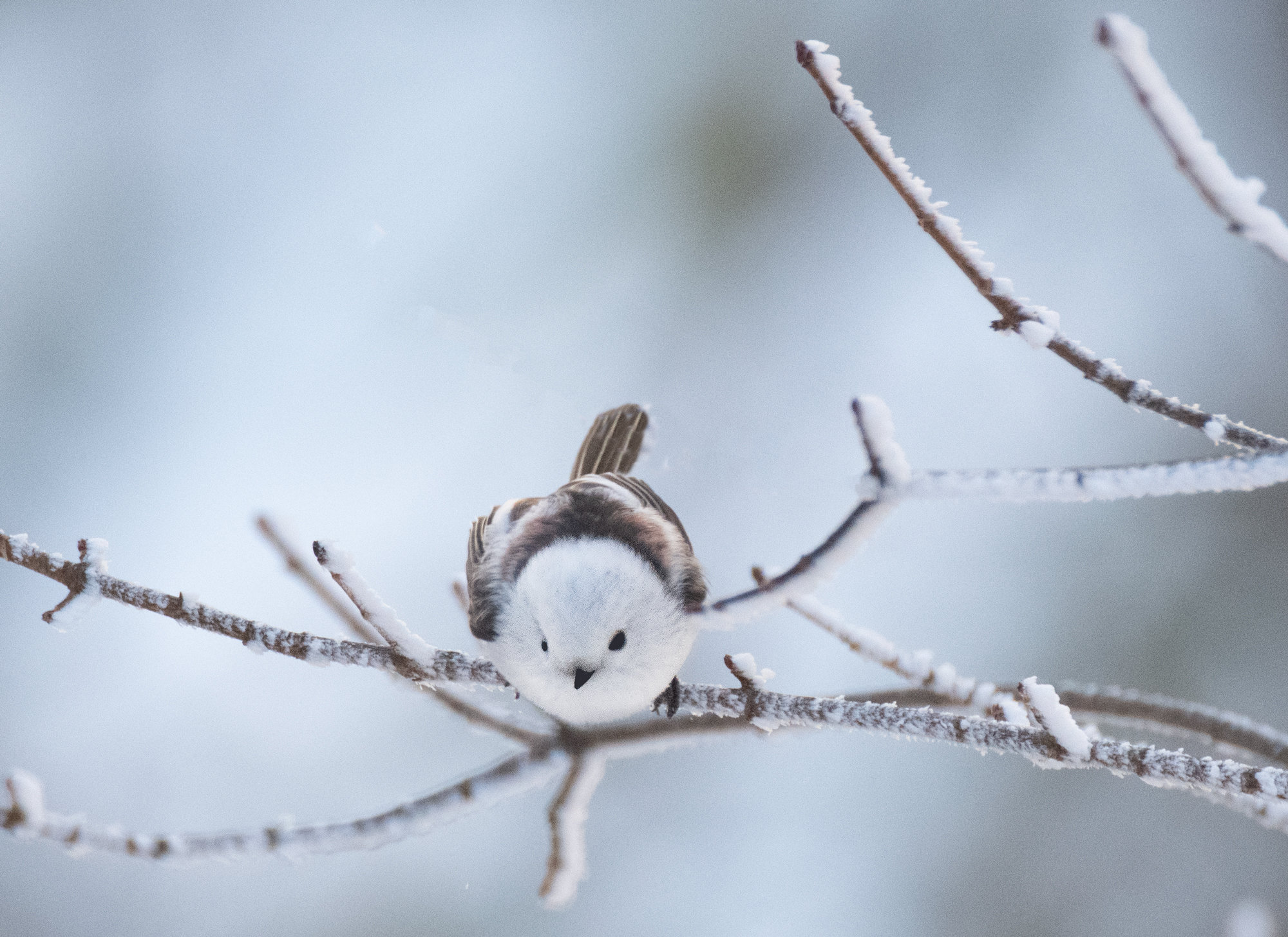 Hokkaido 2025 Photography Tour - Blain Harasymiw Photography