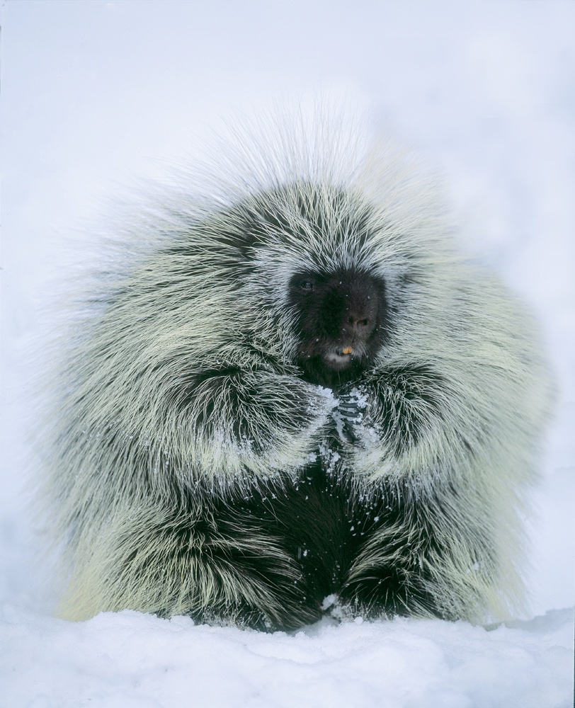 Porcupine In Winter Jim Zuckerman Photography Photo Tours