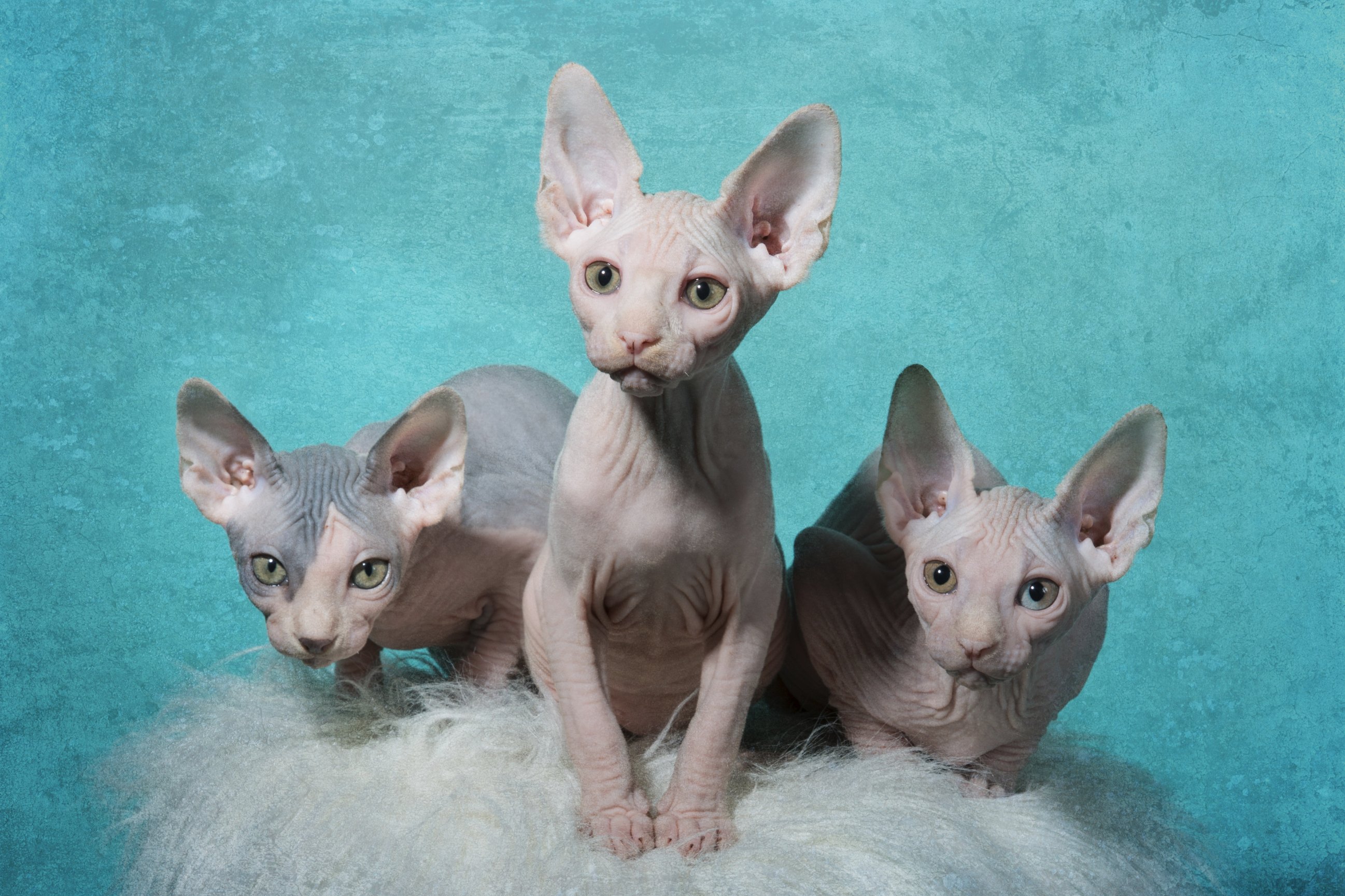 The Sphynx Collection Los Angeles Pet Photography of Diana Lundin