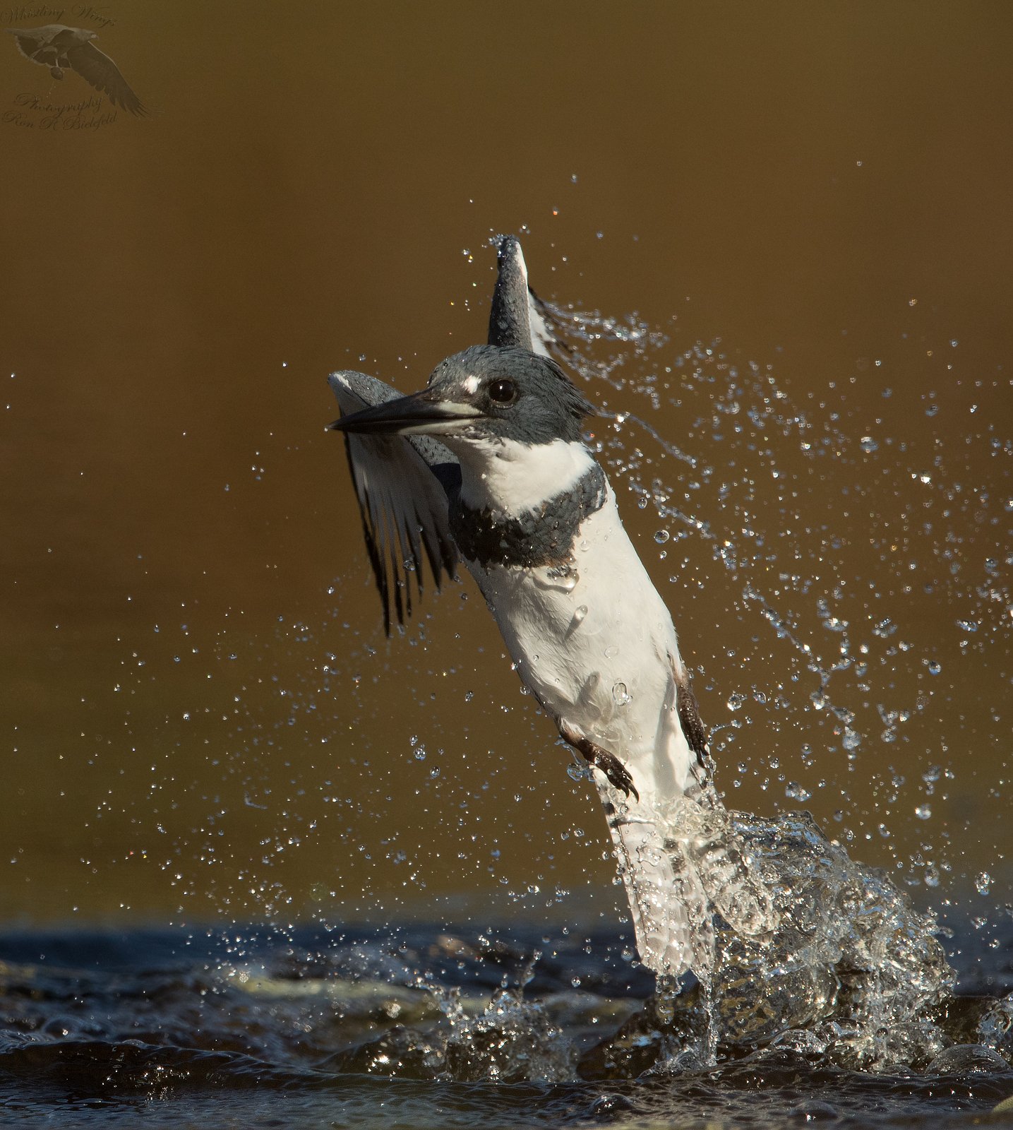 Belted Kingfisher - Whistling Wings Photography