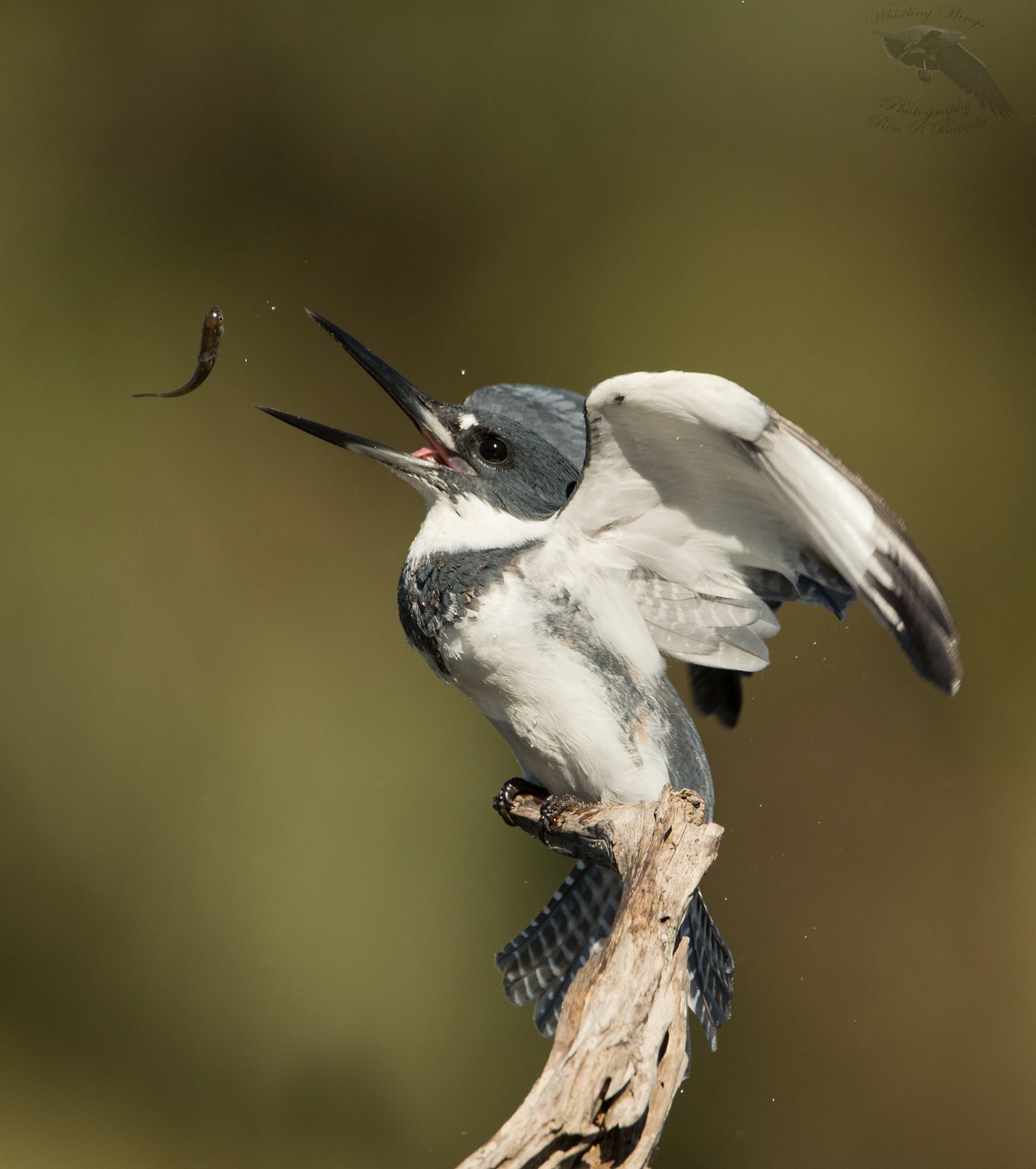 Belted Kingfisher Whistling Wings Photography