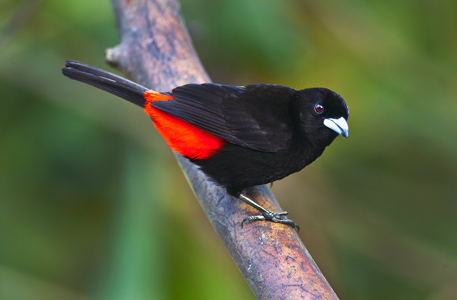 New World Rainforest - Jim Zuckerman photography & photo tours