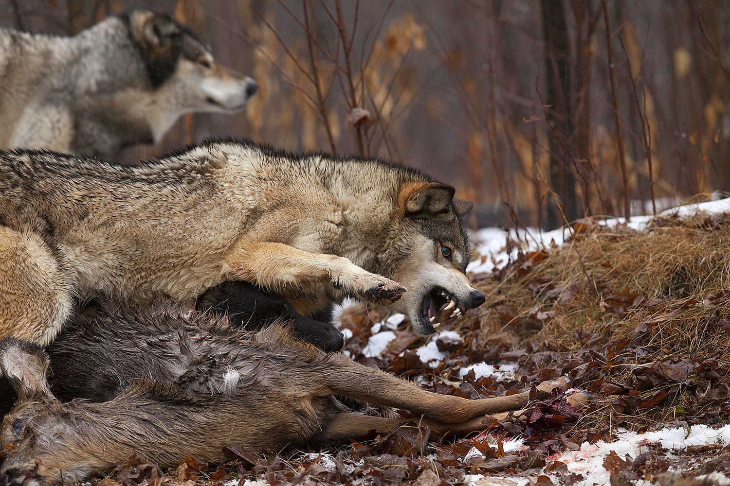 North American Wildlife - Jim Zuckerman photography & photo tours