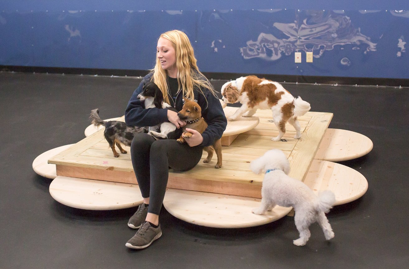 playtime doggy daycare 2