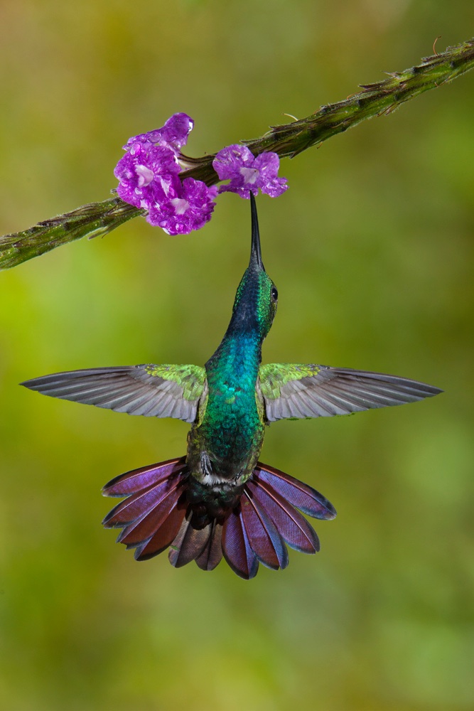 Hummingbirds Of Costa Rica Jim Zuckerman Photography Photo Tours   36 20170129111226 3107918 Xlarge 