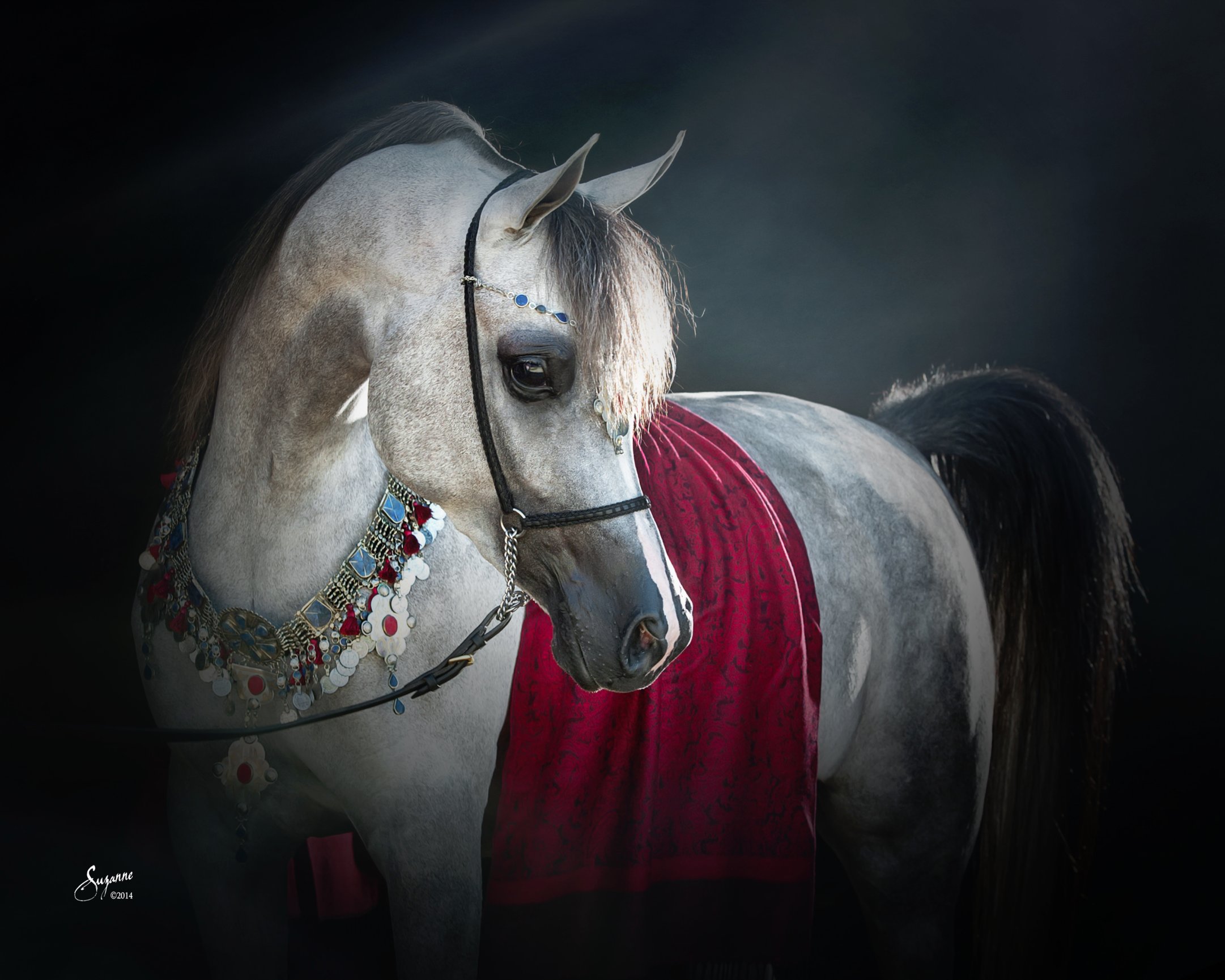 arabian gallery i EQUINE PHOTOGRAPHY by SUZANNE, Inc.