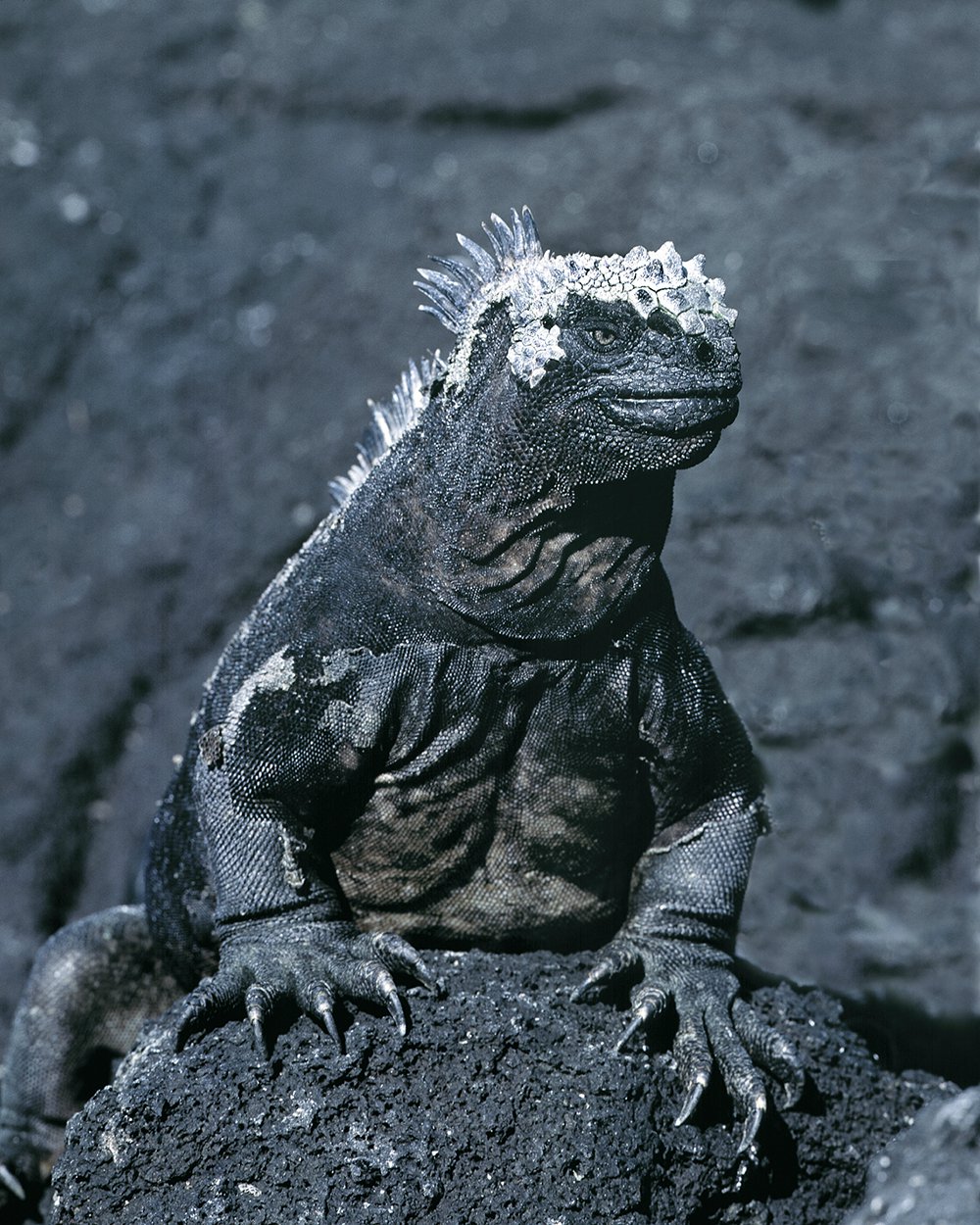 Galapagos Islands - Jim Zuckerman Photography & Photo Tours