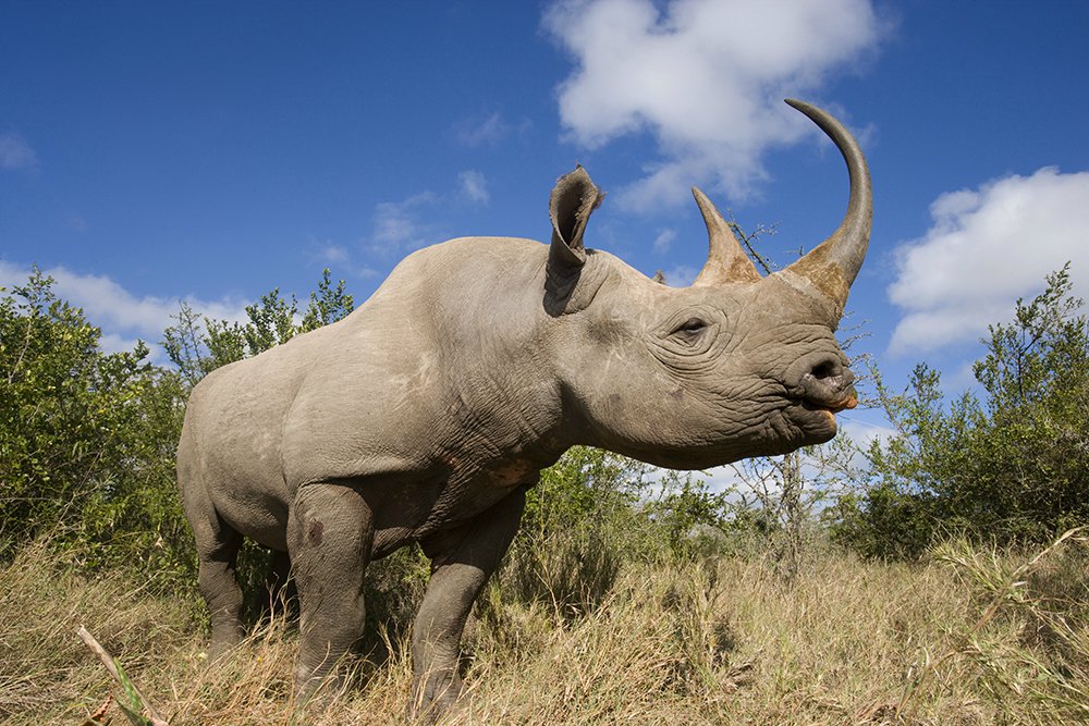 wide angle wildlife photography