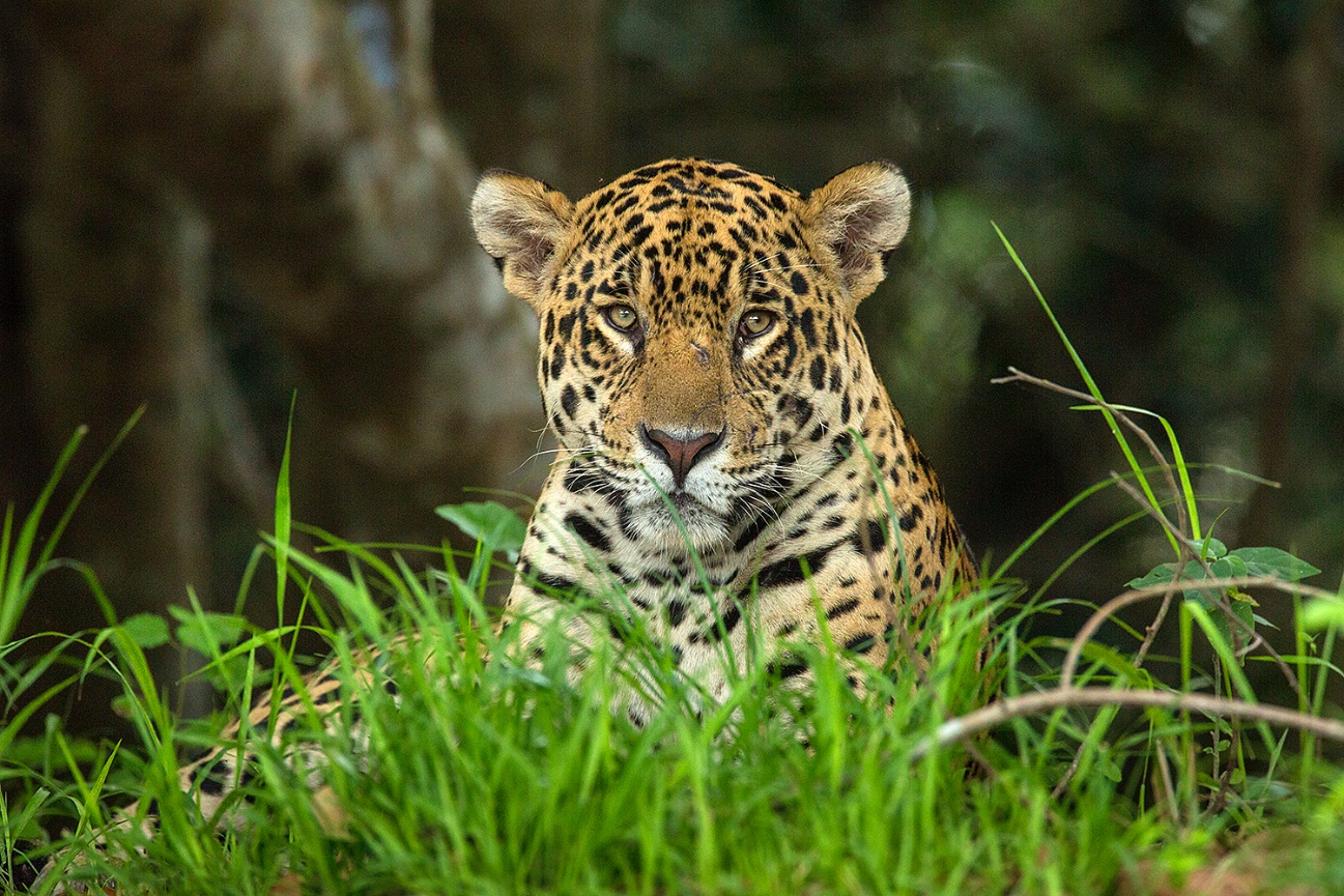 Pantanal - Jim Zuckerman Photography