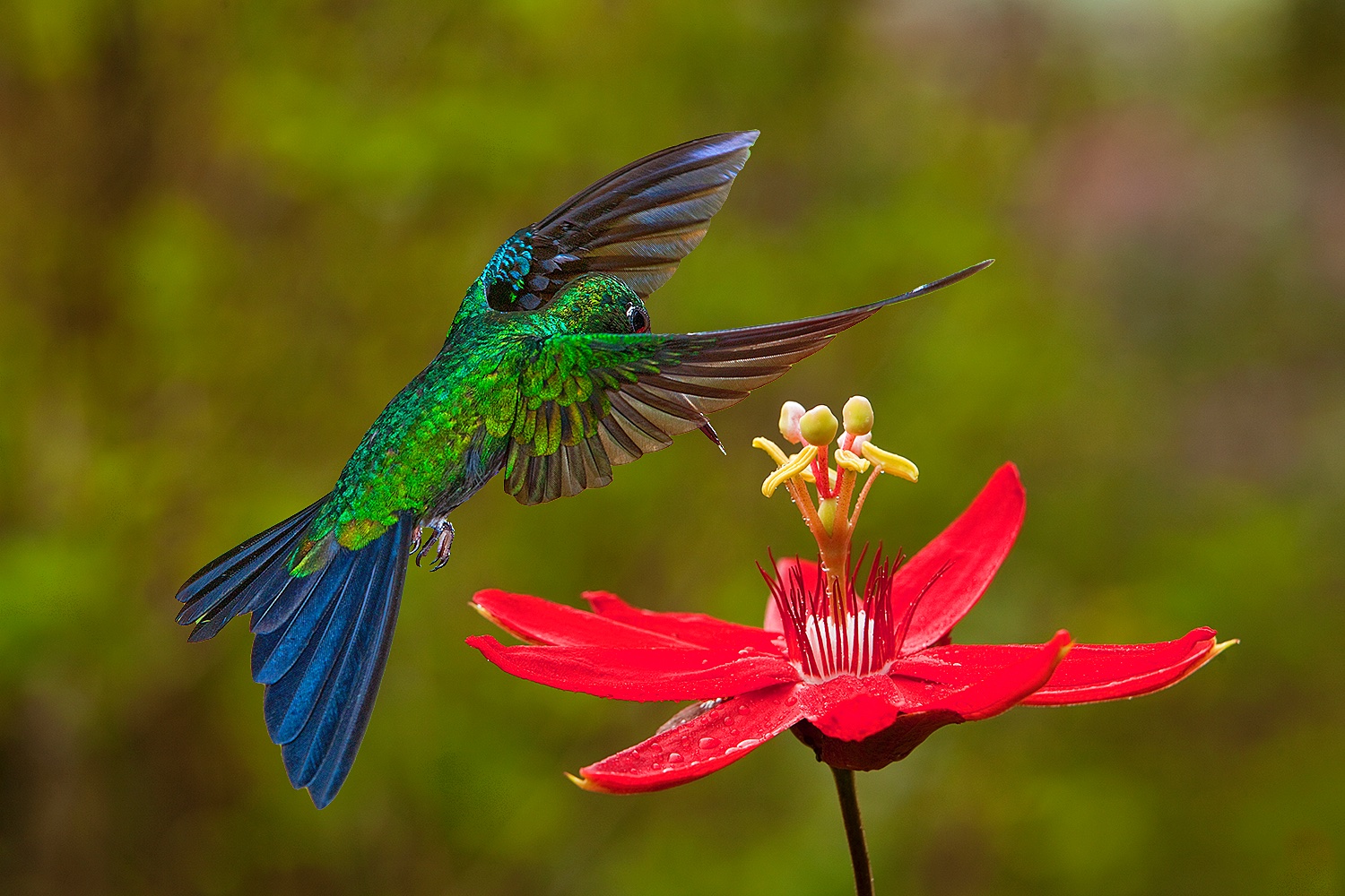 Ecuador gallery - Jim Zuckerman photography & photo tours