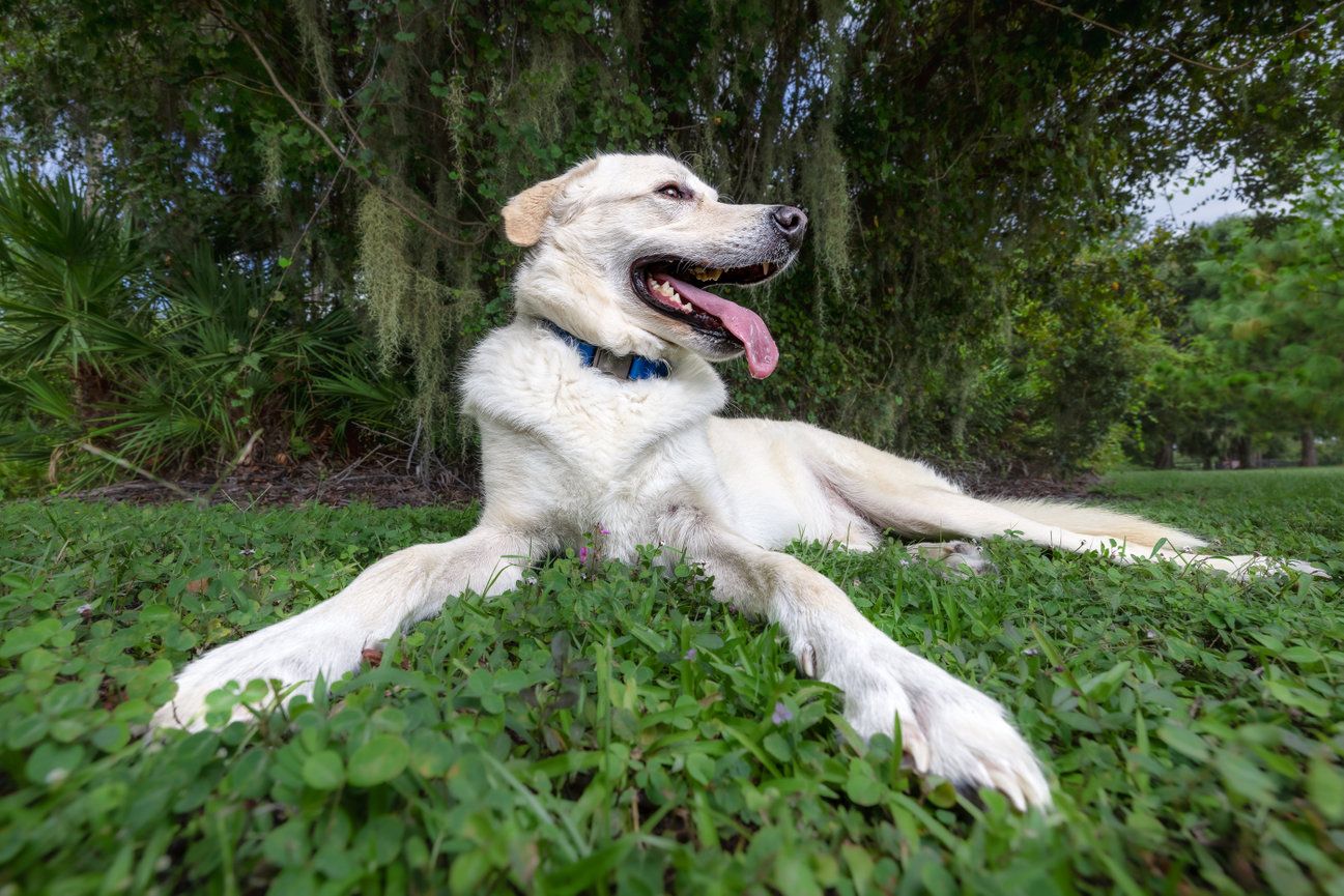 White dog lying on grass in a park