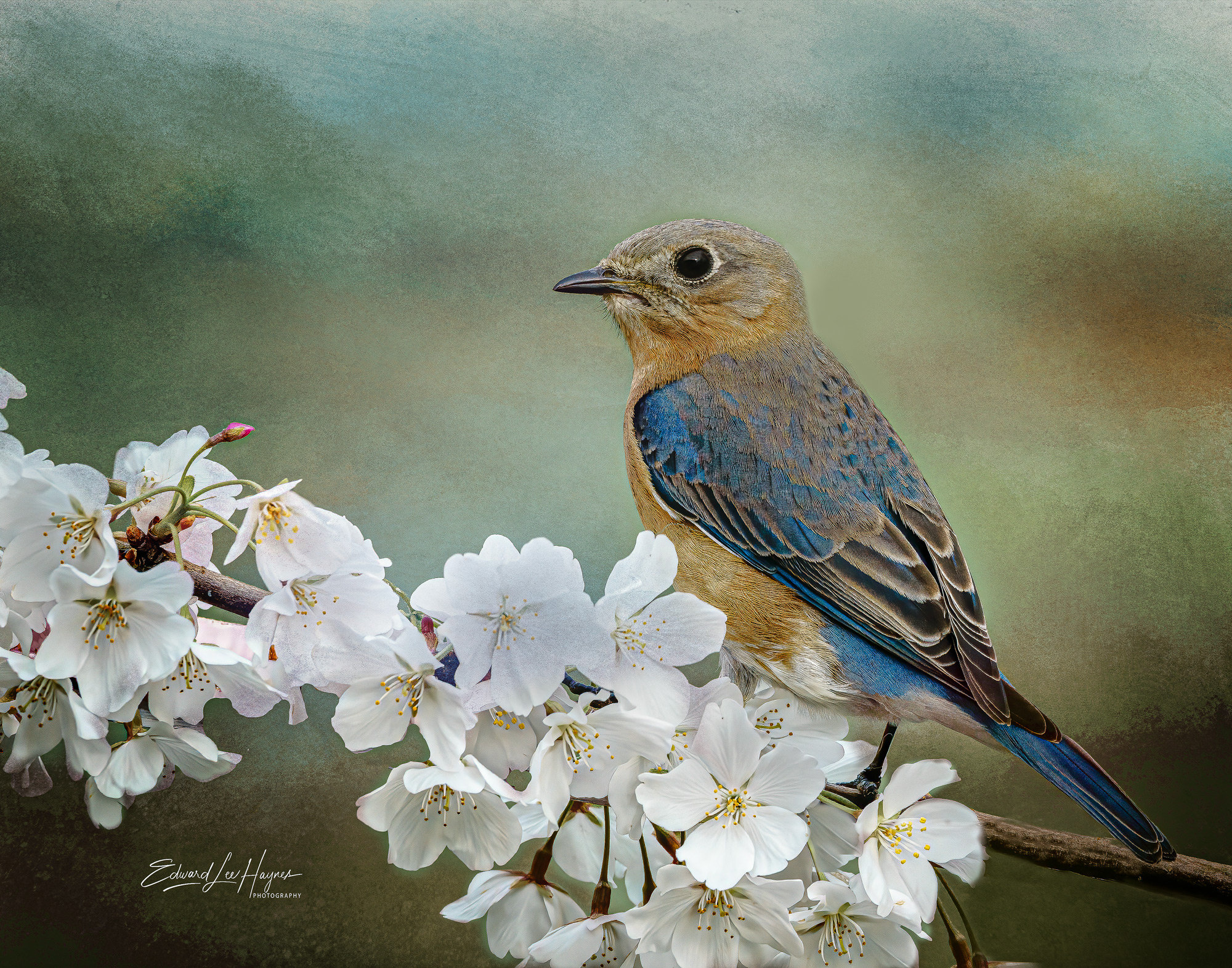 Capturing the Bluebird Life Cycle Through Photography - Virginia PPA