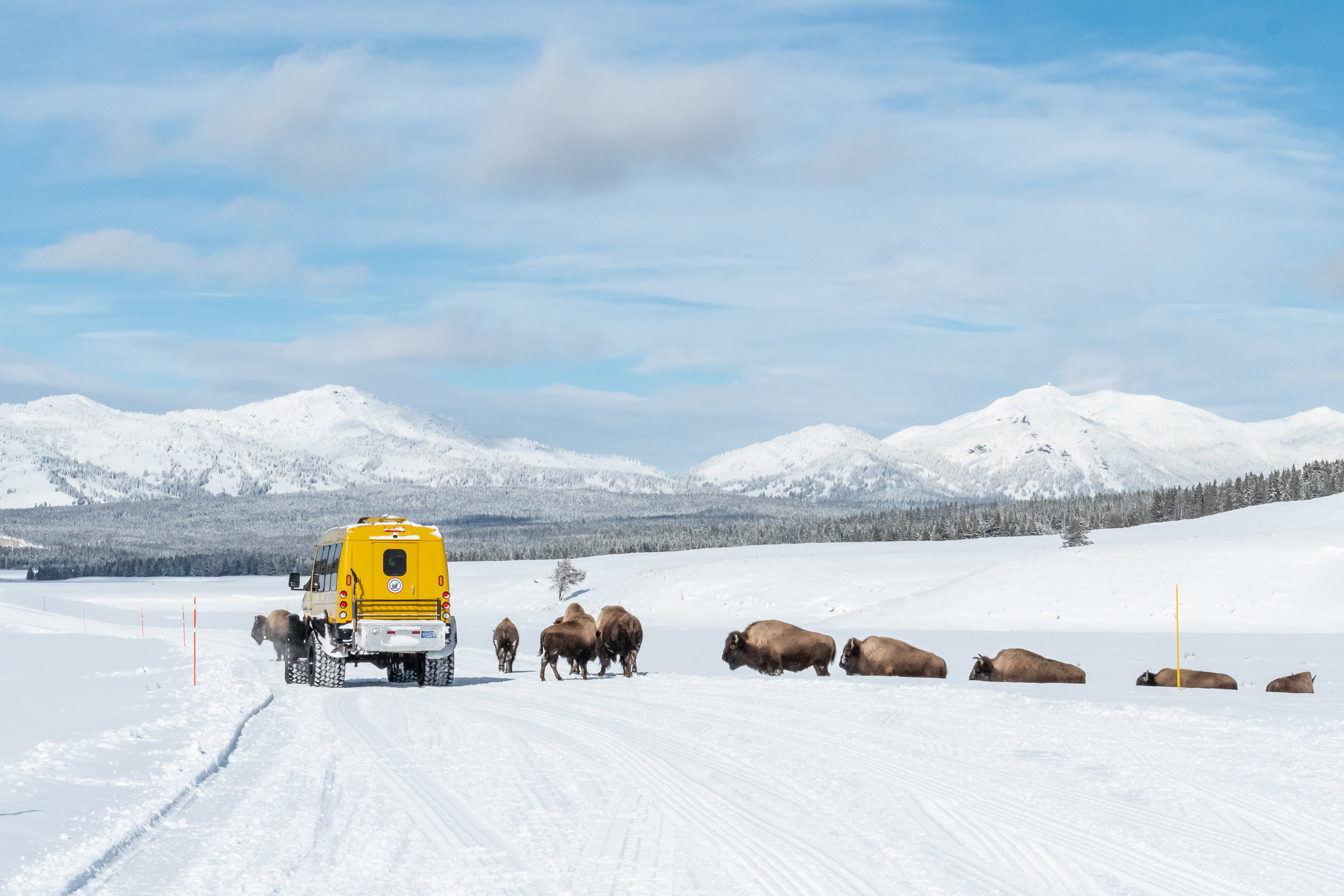 Yellowstone Winter Photography 2022