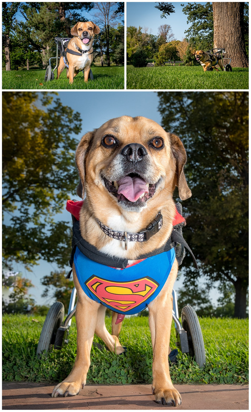 Super Watson - Furever Photography