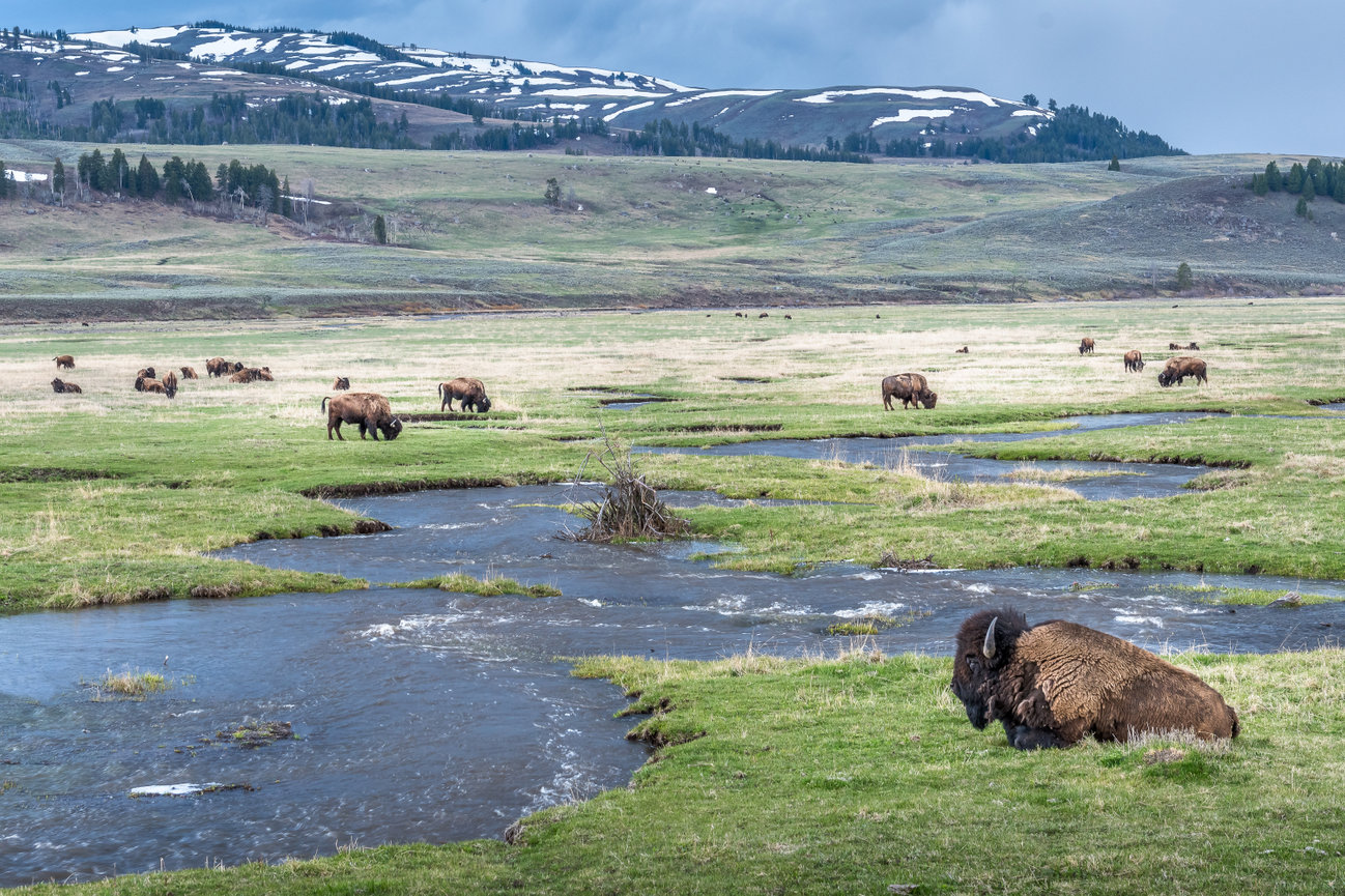 Grand Scene of a bison herd in Lamar Valley Yellowstone National Park