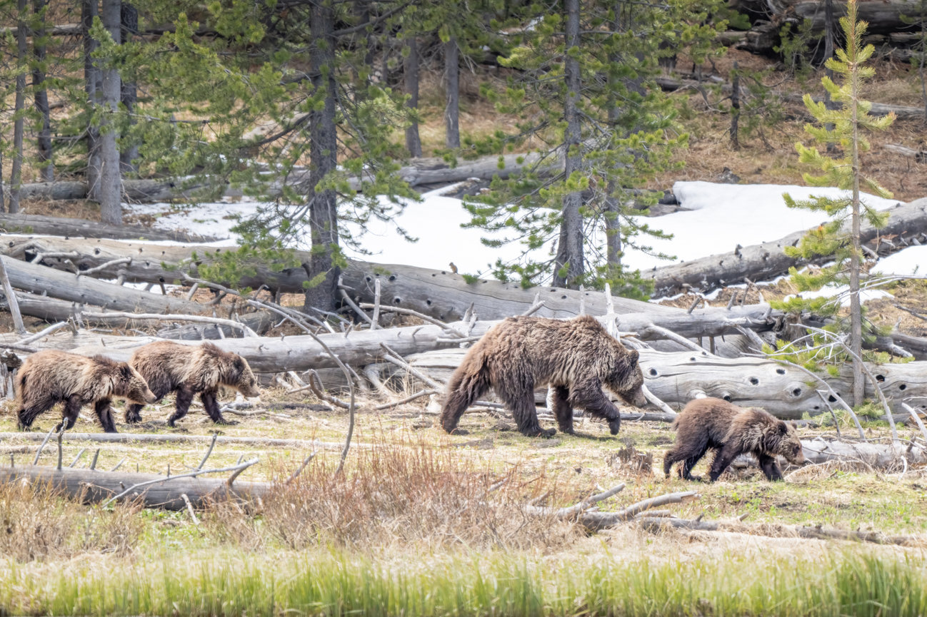 Mother Grizzly Bear and her three cubs walk along a lake in Yellowstone National Park