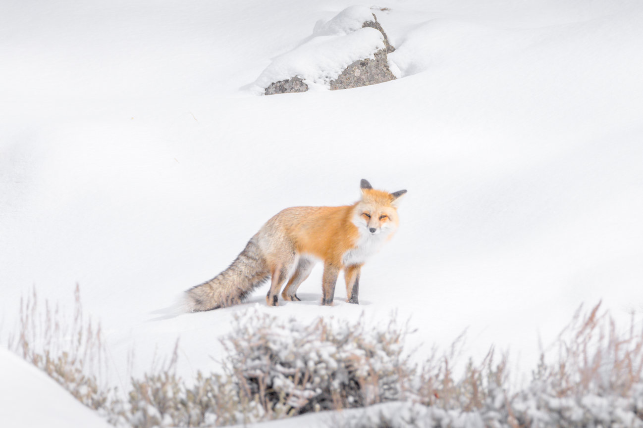 Yellowstone National Park Wildlife Image of Red Fox in the snow