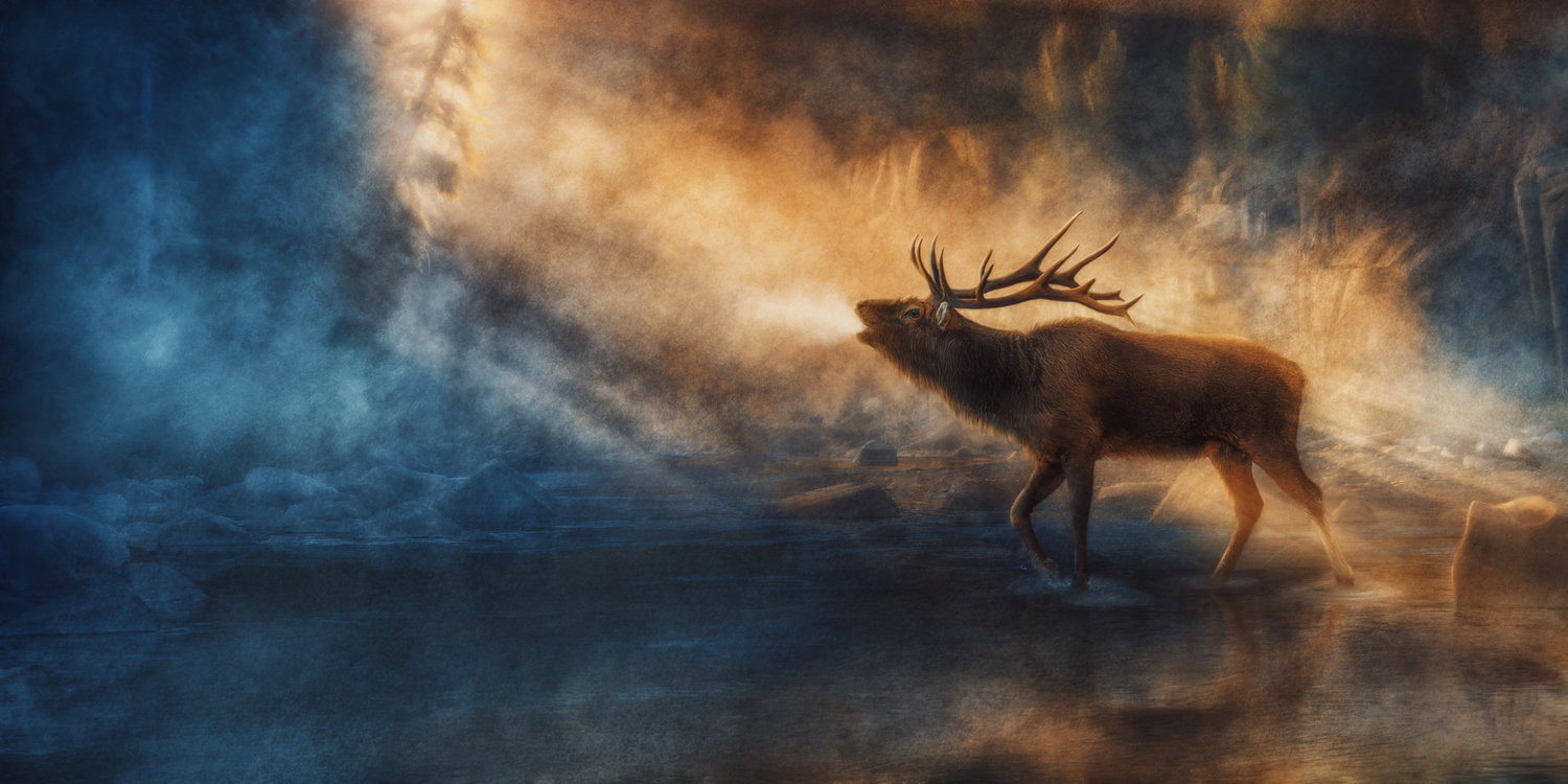 © Corey McDonald