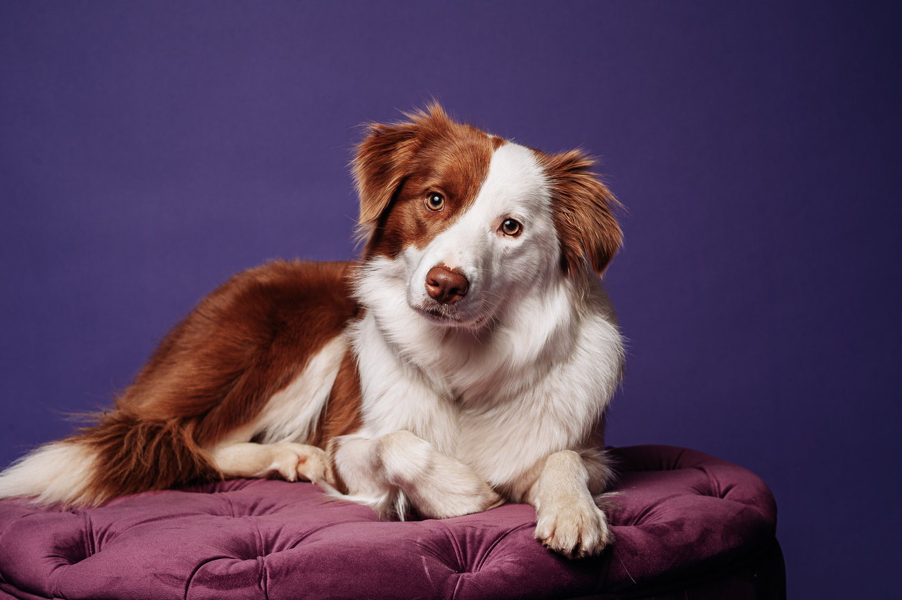border collie studio session for dog portraits taken by pet photographer stacey sherman of barkhop studio near the mainline