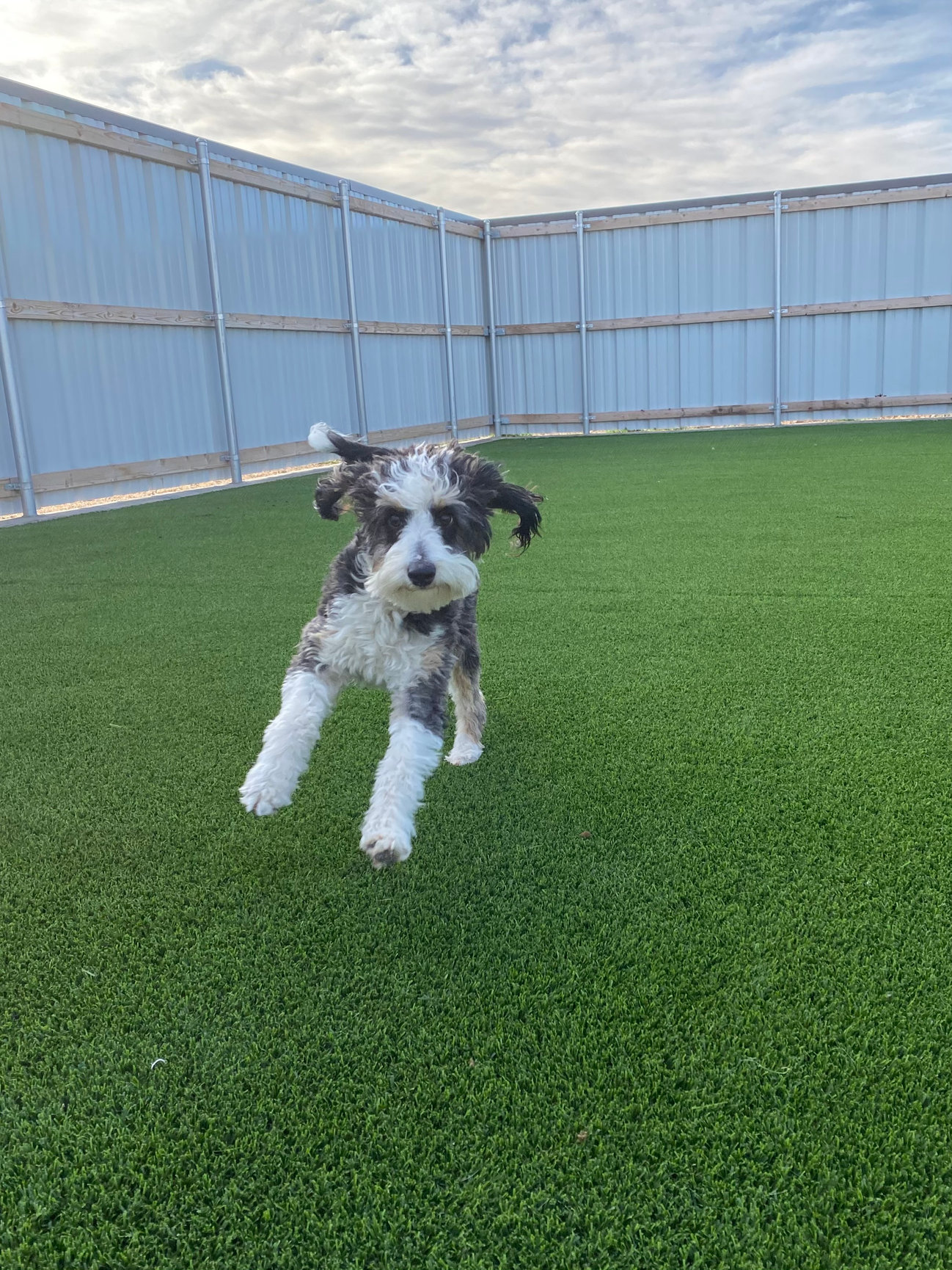 TRAINING Amarillo Fetch