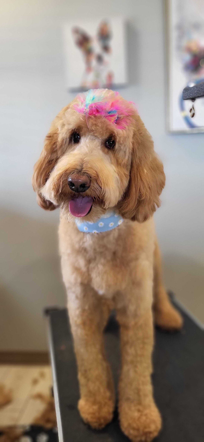 GROOMING Amarillo Fetch