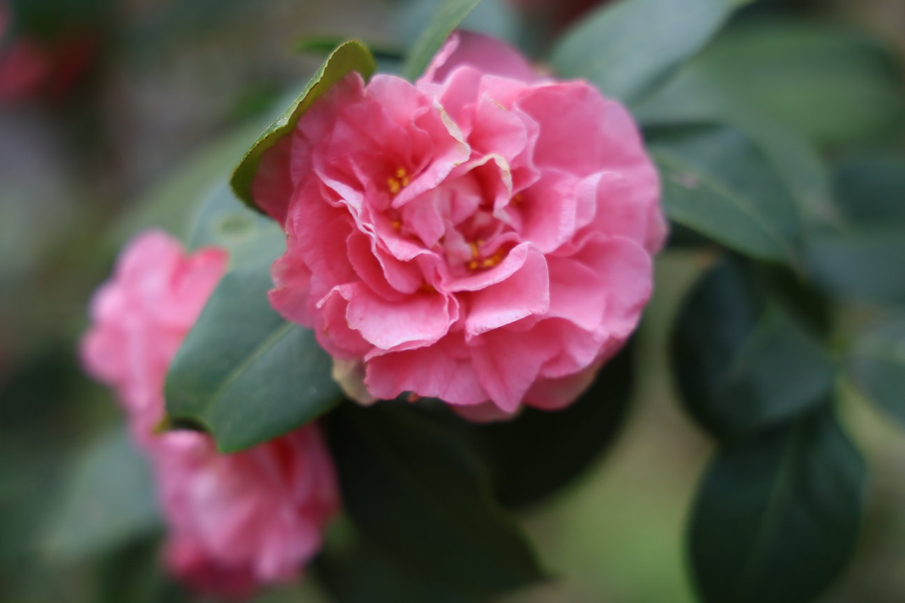 A pink rose blooms among green leaves in a garden.