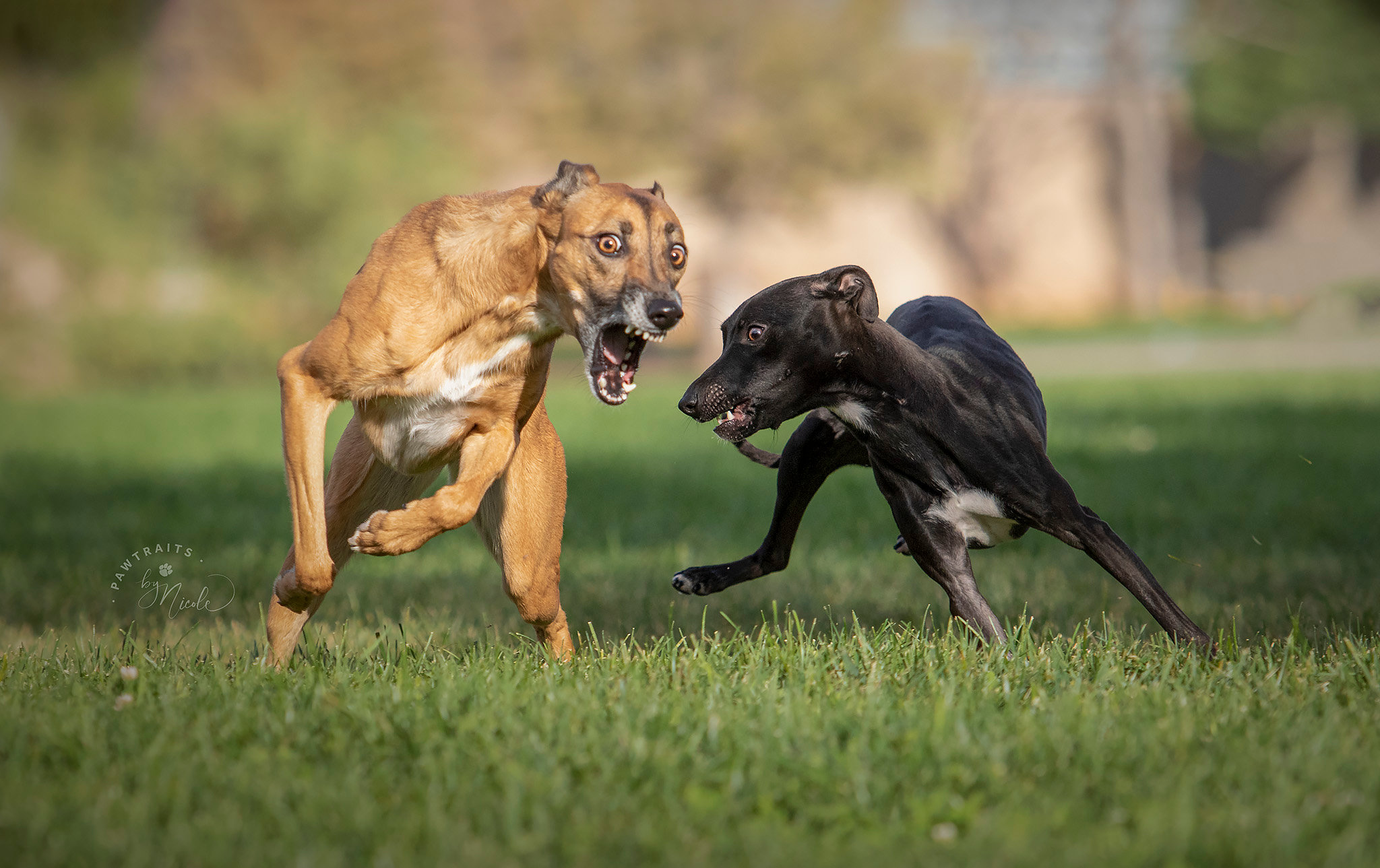 Dog run near store me