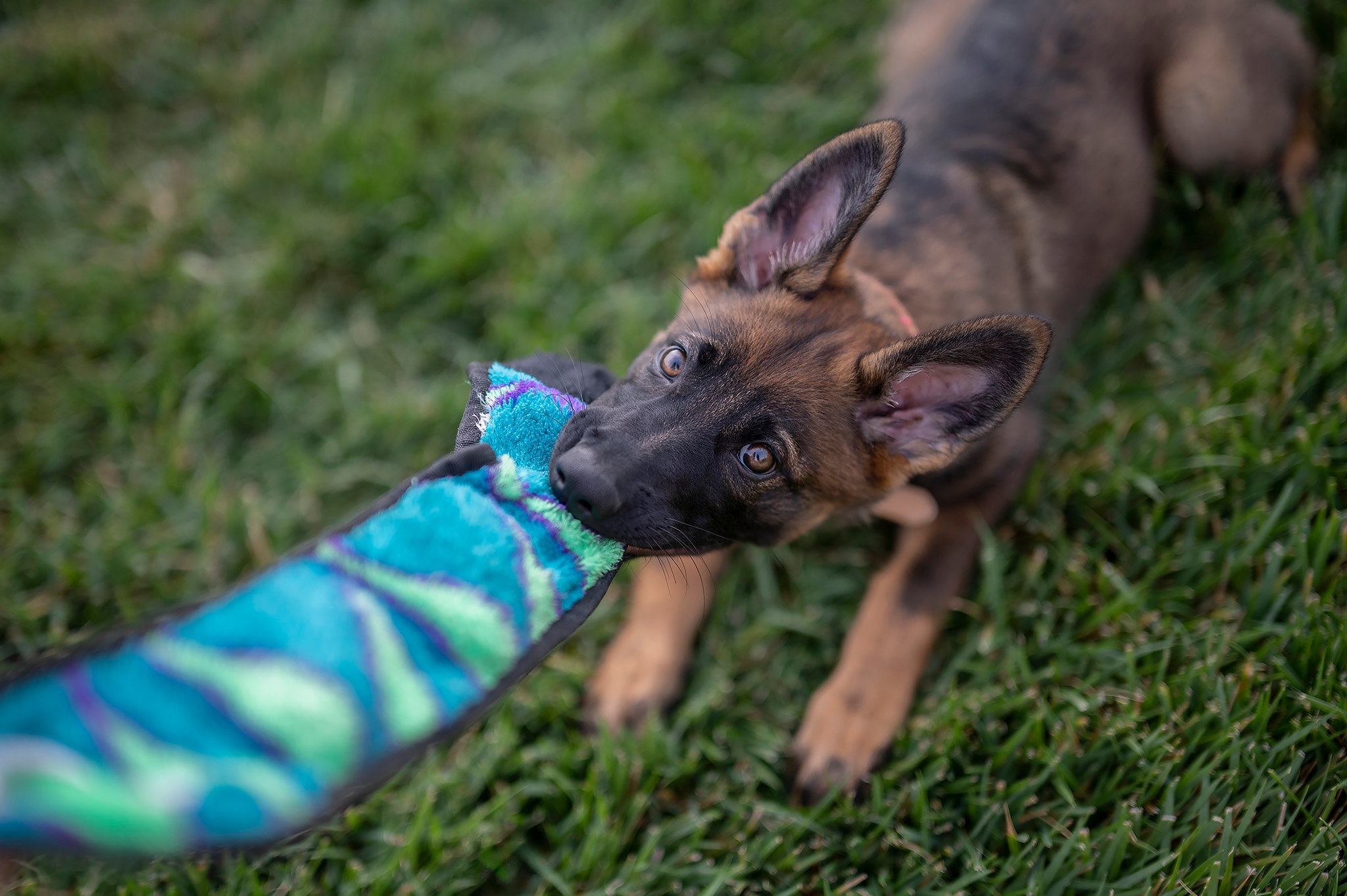 Fun Pappy Puppy Prep: 5 Tips for Lifelong Happiness