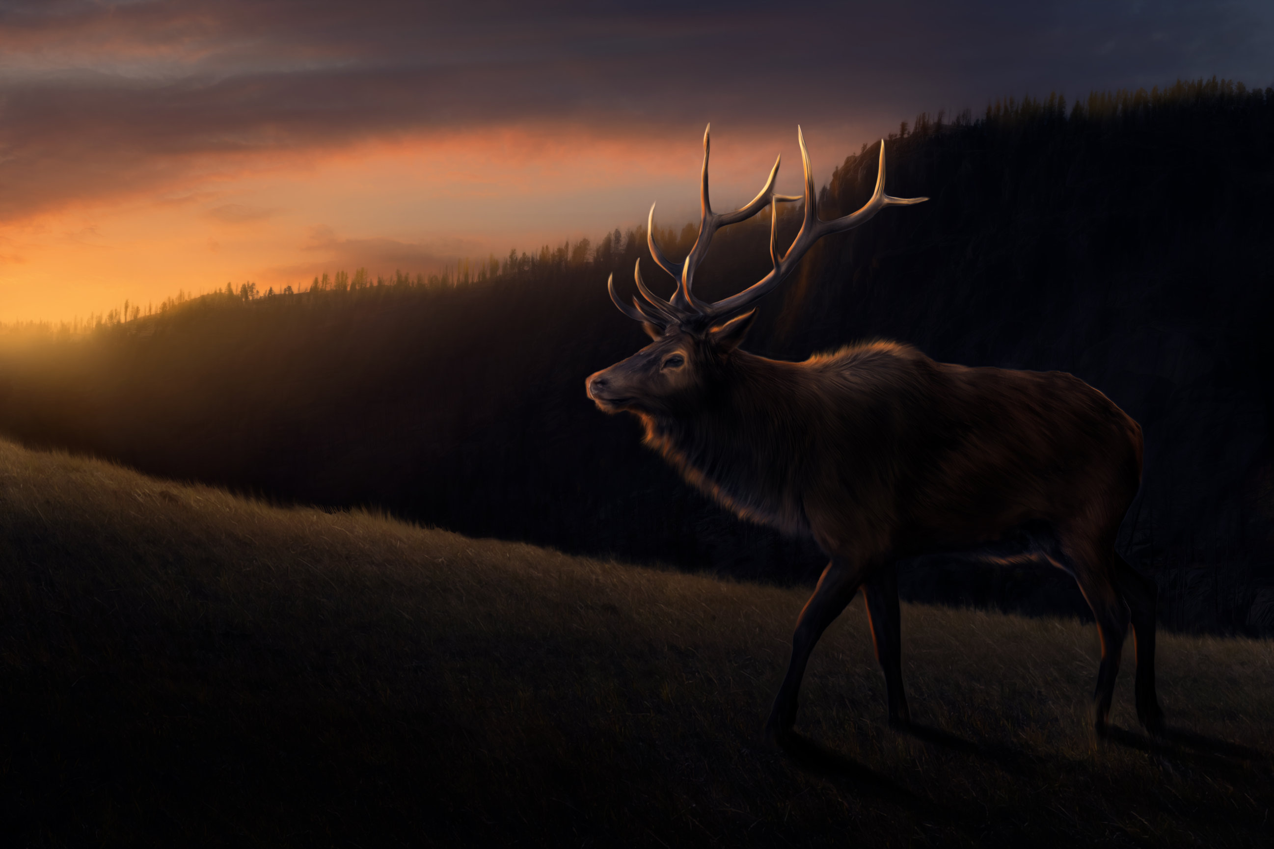Fine Art Landscapes & Wildlife by Corey McDonald Photography & Portrait