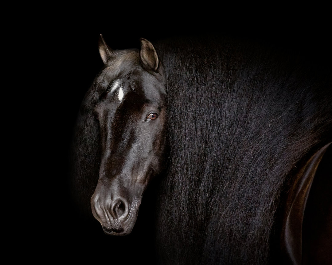 GypsyVanner Equine Portrait in Adams, Tennessee.