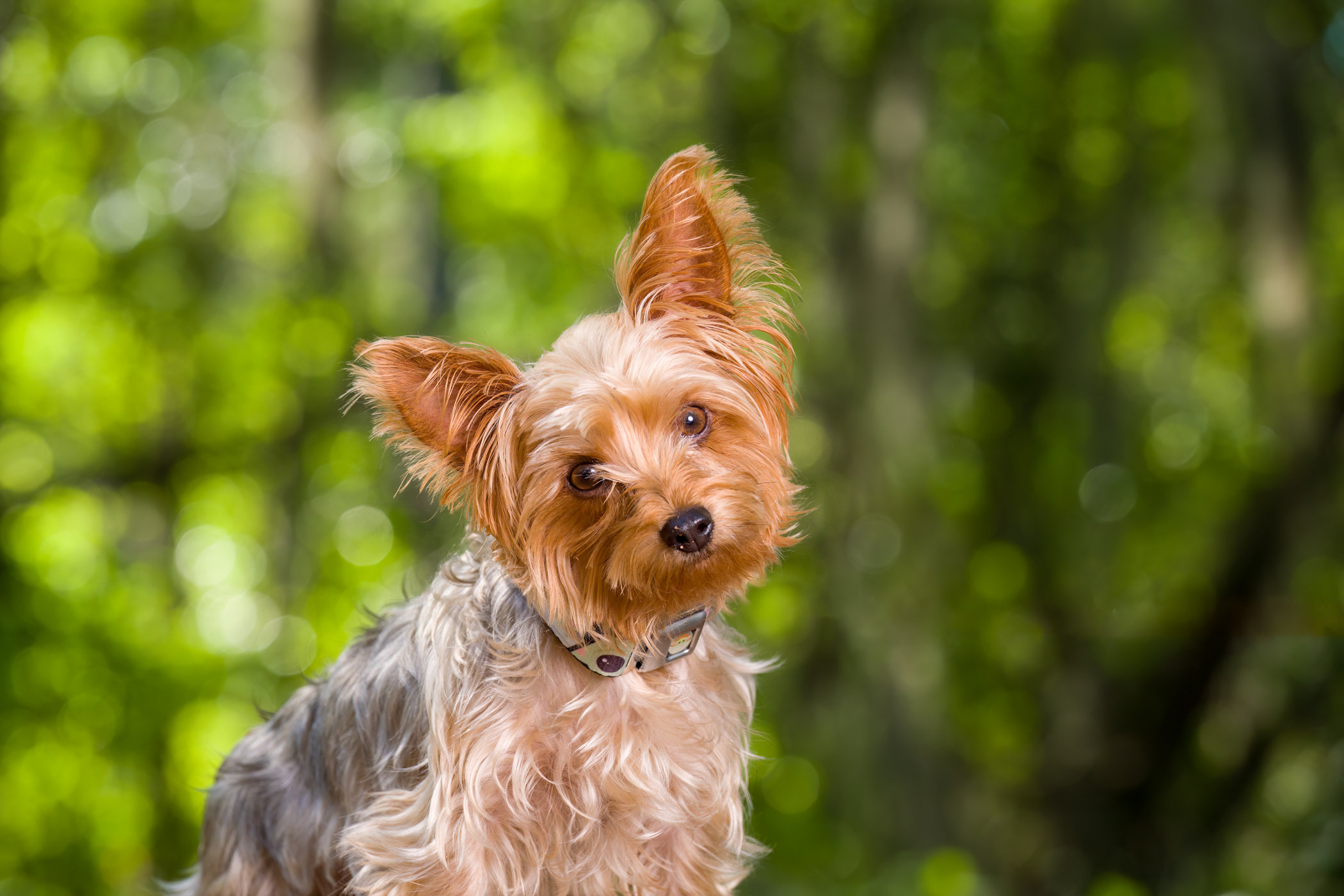 Exploring Florida’s Top 10 Dog-Friendly Parks and Trails