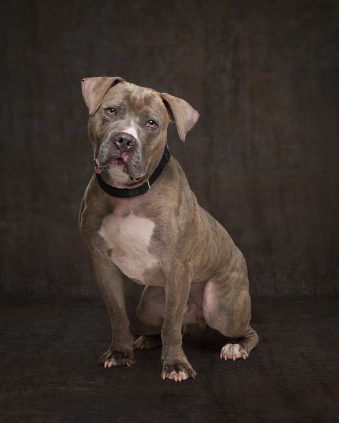 Studio portrait of a brindle Pit Bull mix sitting against a textured brown backdrop. Fine art dog photography in St. Augustine, Florida.