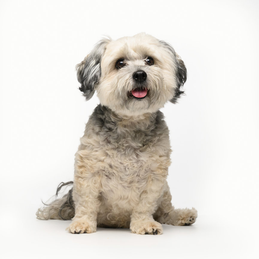Studio portrait of a fluffy cream and gray Havanese sitting on a white background. Fine art pet photography by The PAWtographers in Northeast Florida.