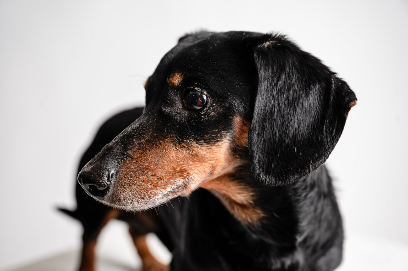 Miniature Dachshund on a white backdrop