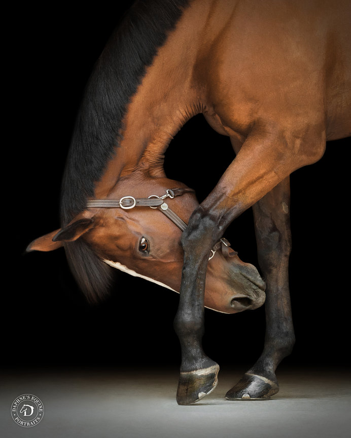 Bay hunter jumper horse bowing on a black background in Tennessee.