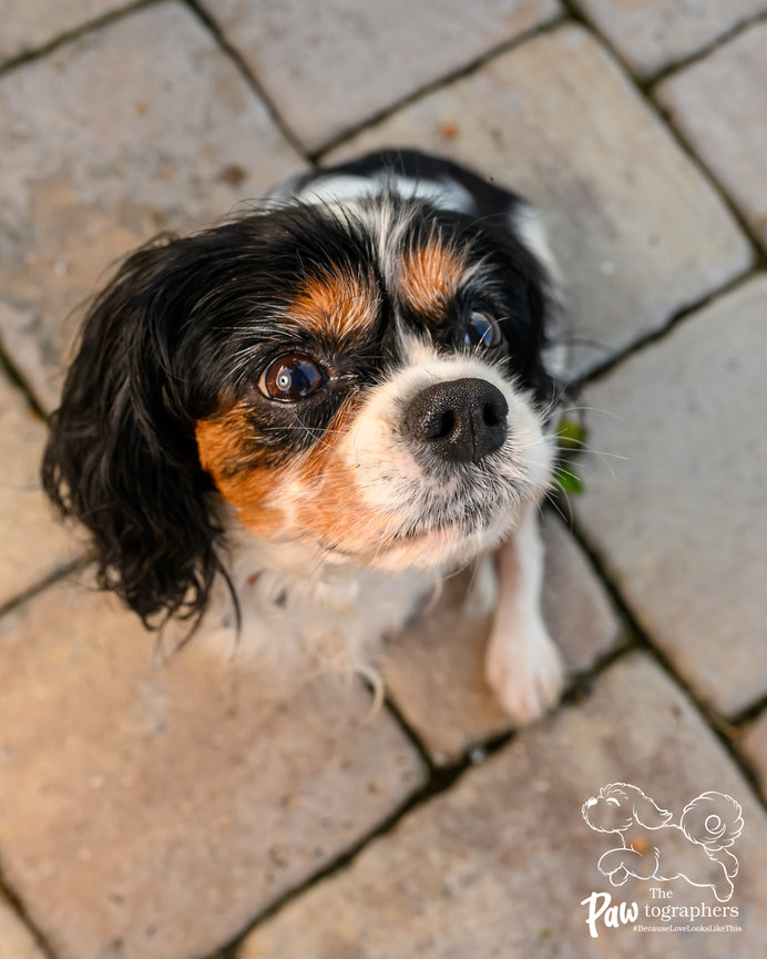 Tricolor Cavalier rescue dog Coral looking up at the camera during her Adoptable Spotlight session with The PAWtographers