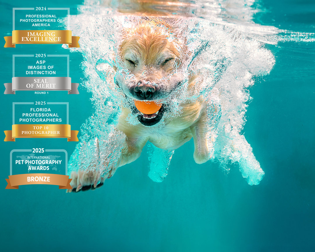 A golden retriever swimming underwater, catching a bright orange ball, surrounded by clear blue water.