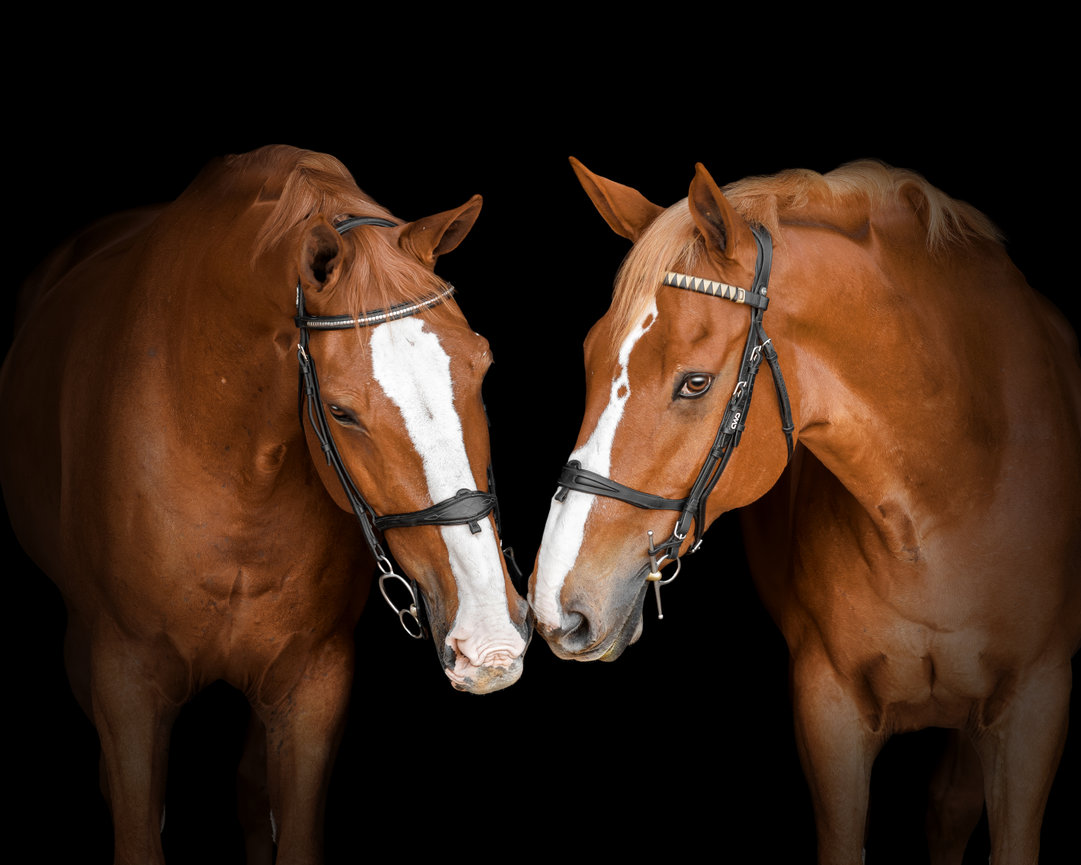 Two brown horses with bridles facing each other against a black background.